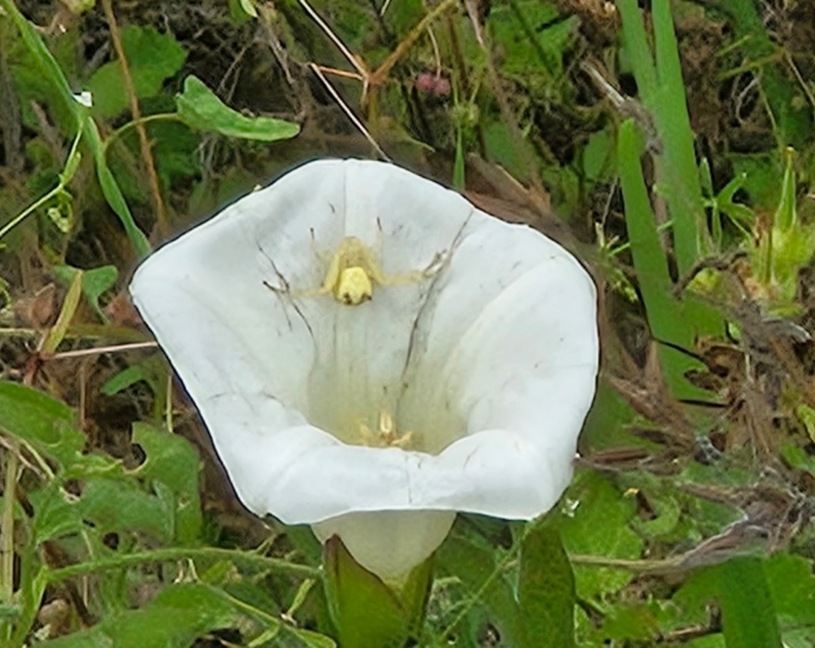 Florida's Wildlife and Wildflowers blog post