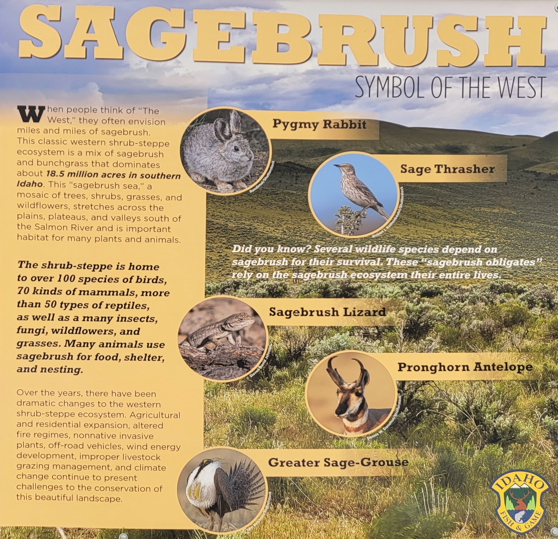 Idaho sagebrush flyer