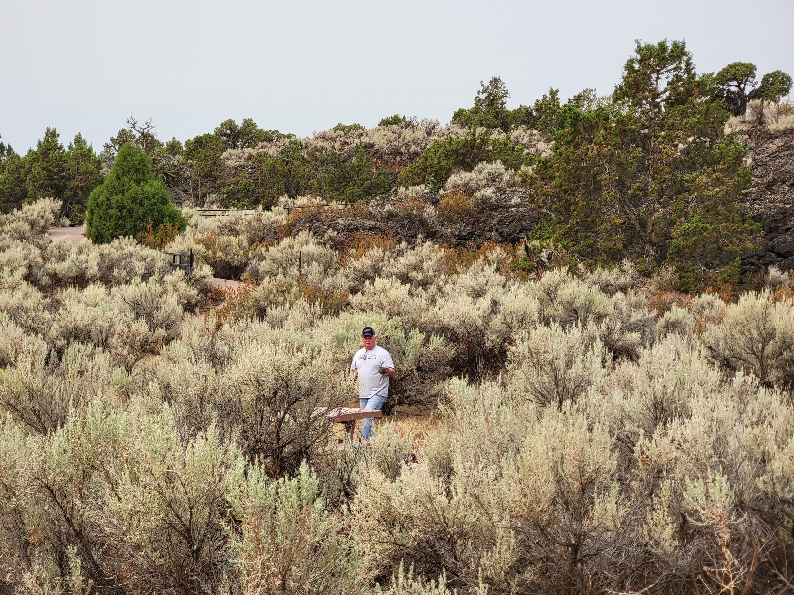 View of Idaho sagebrush