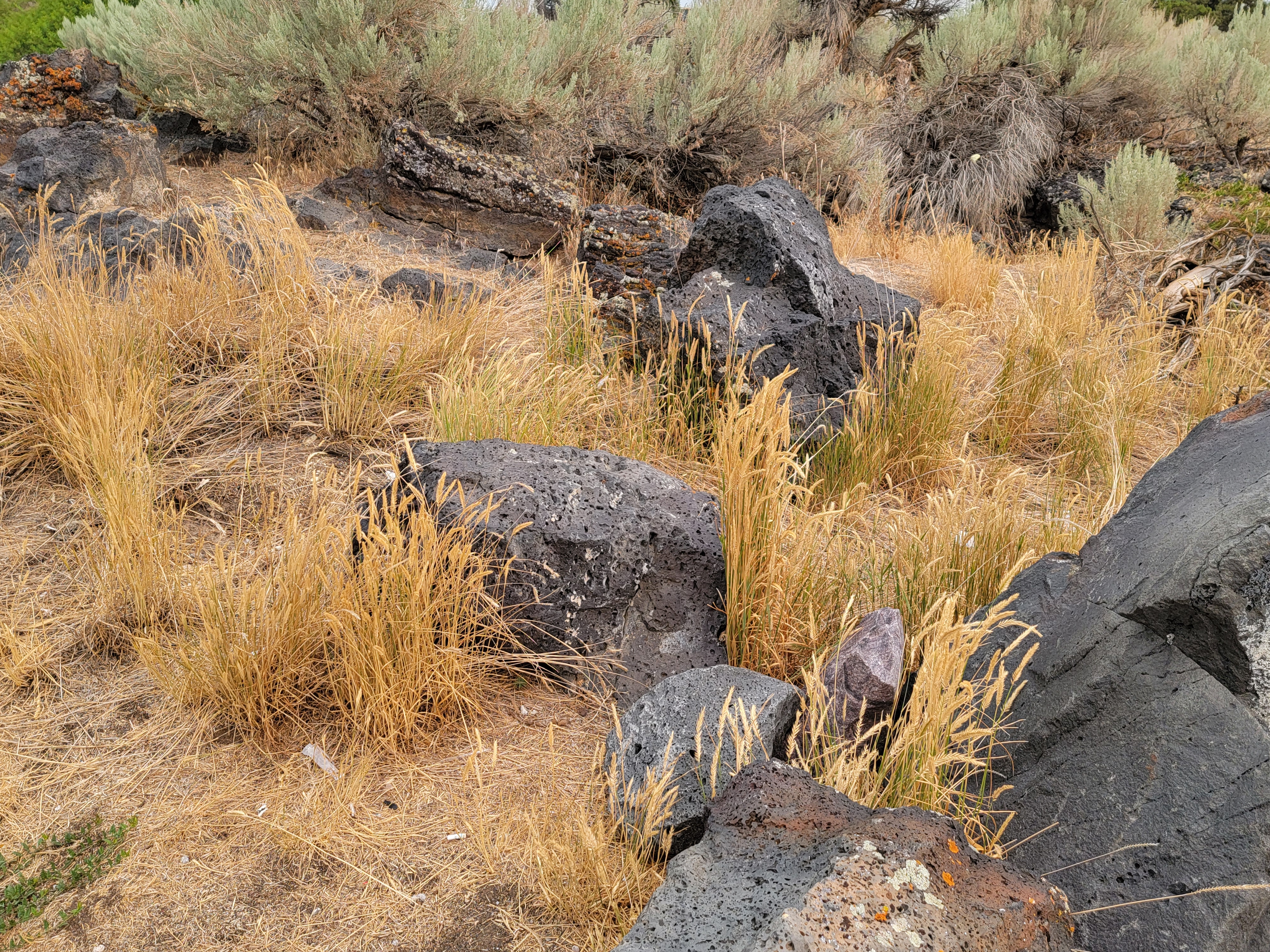 Idaho sagebrush along hell's half acre trail