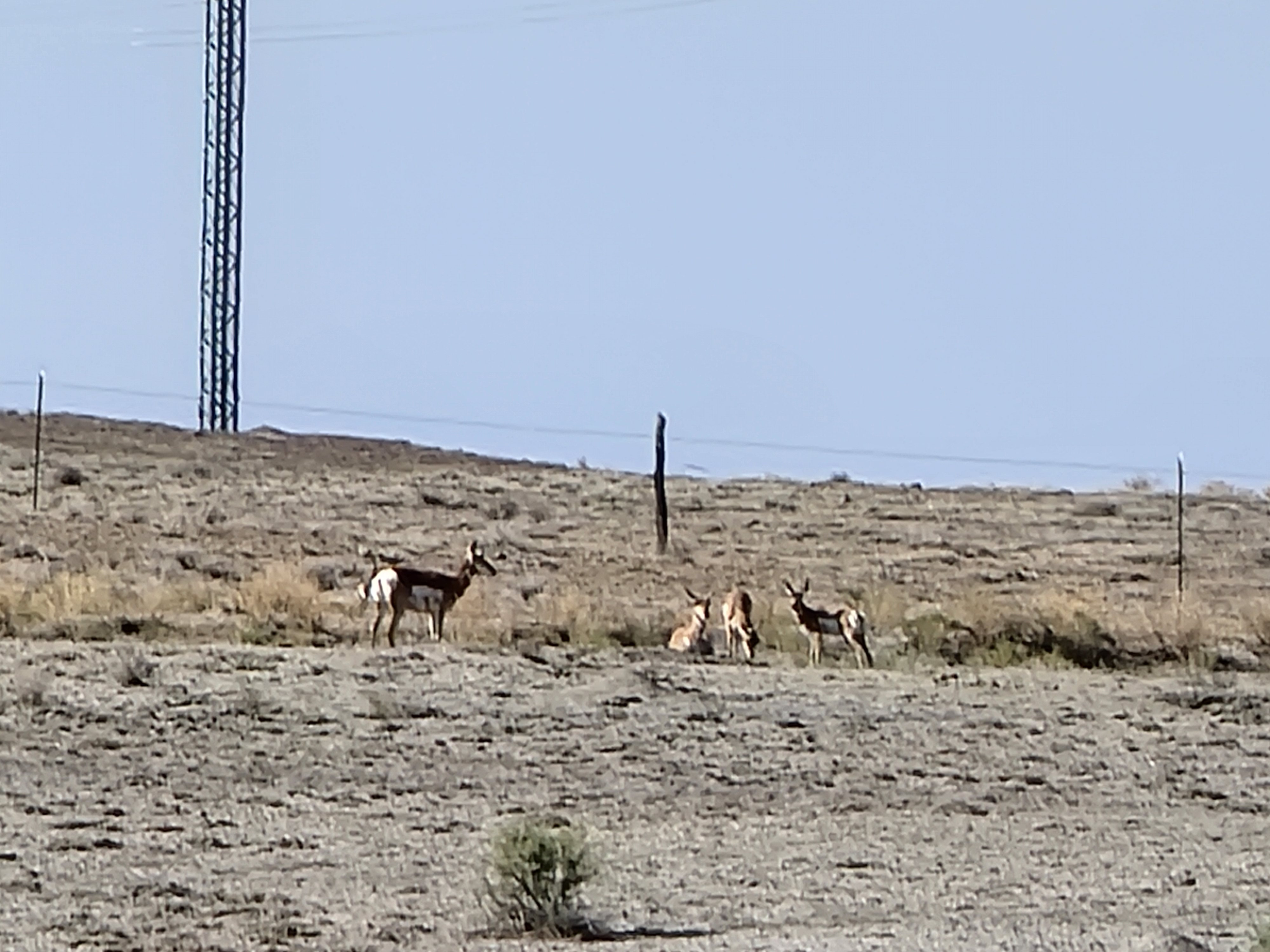 utah swell with mule deer