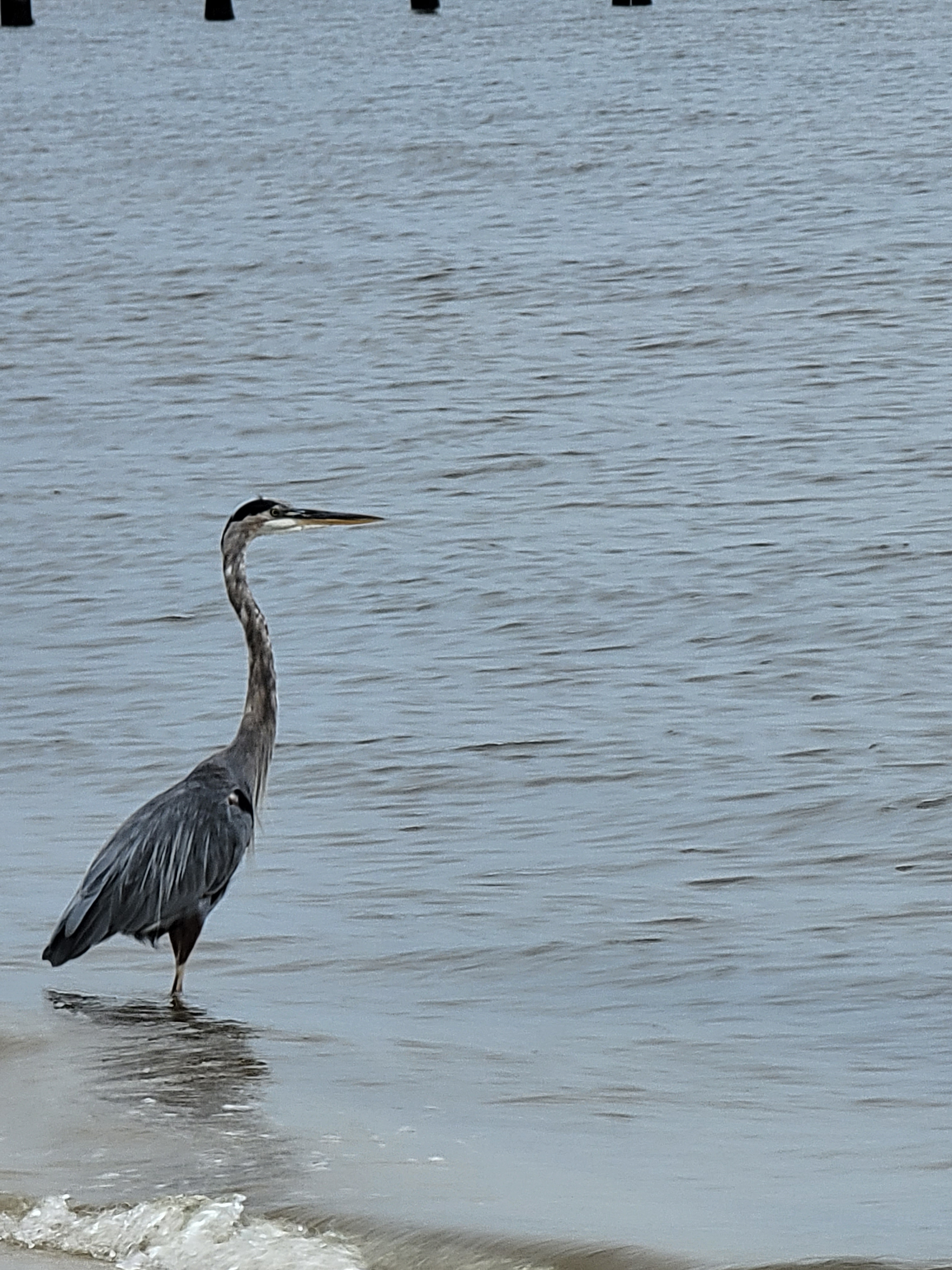 Mississippi large shore bird in Biloxi