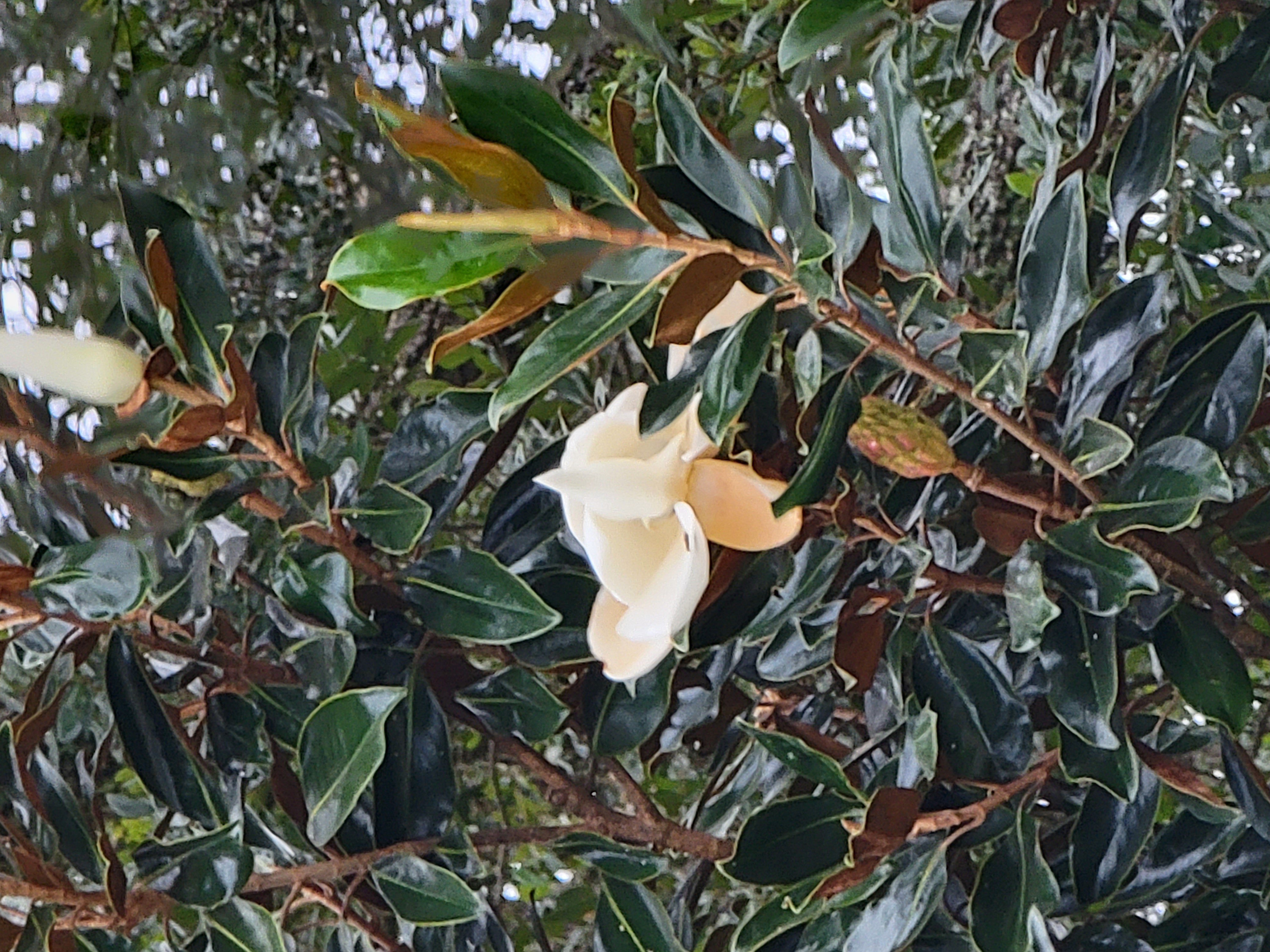 Salty St. Augustine blog post