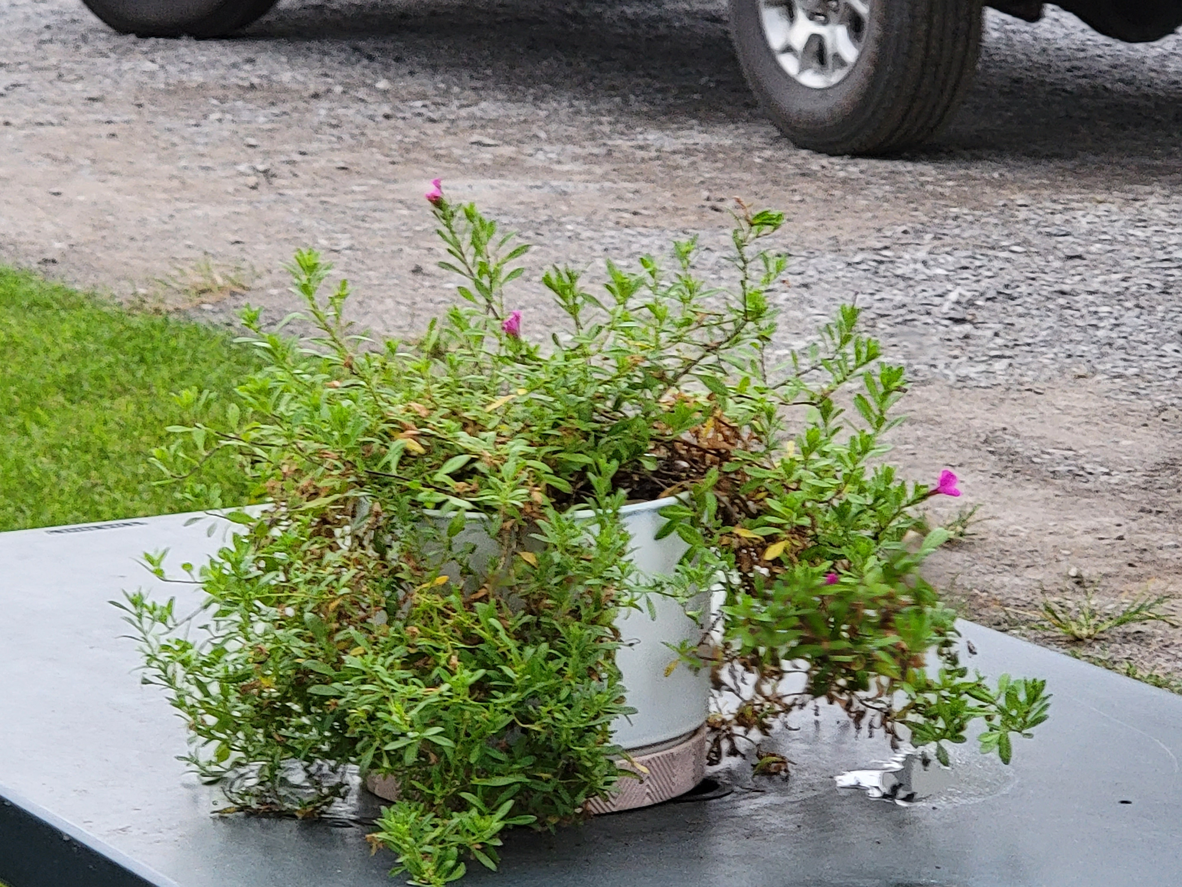 Salty St. Augustine blog post