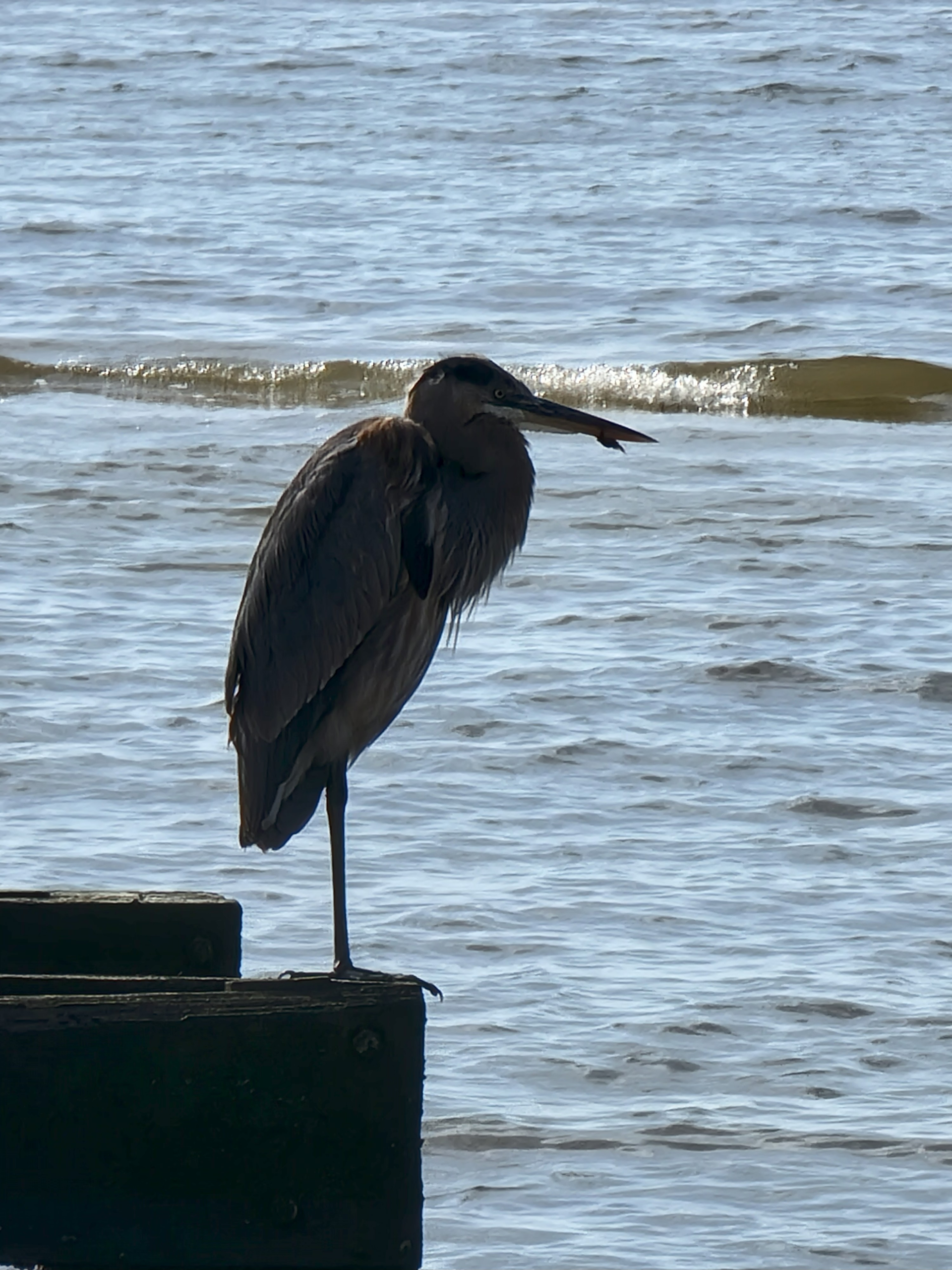 Thankful at Thanksgiving blog post