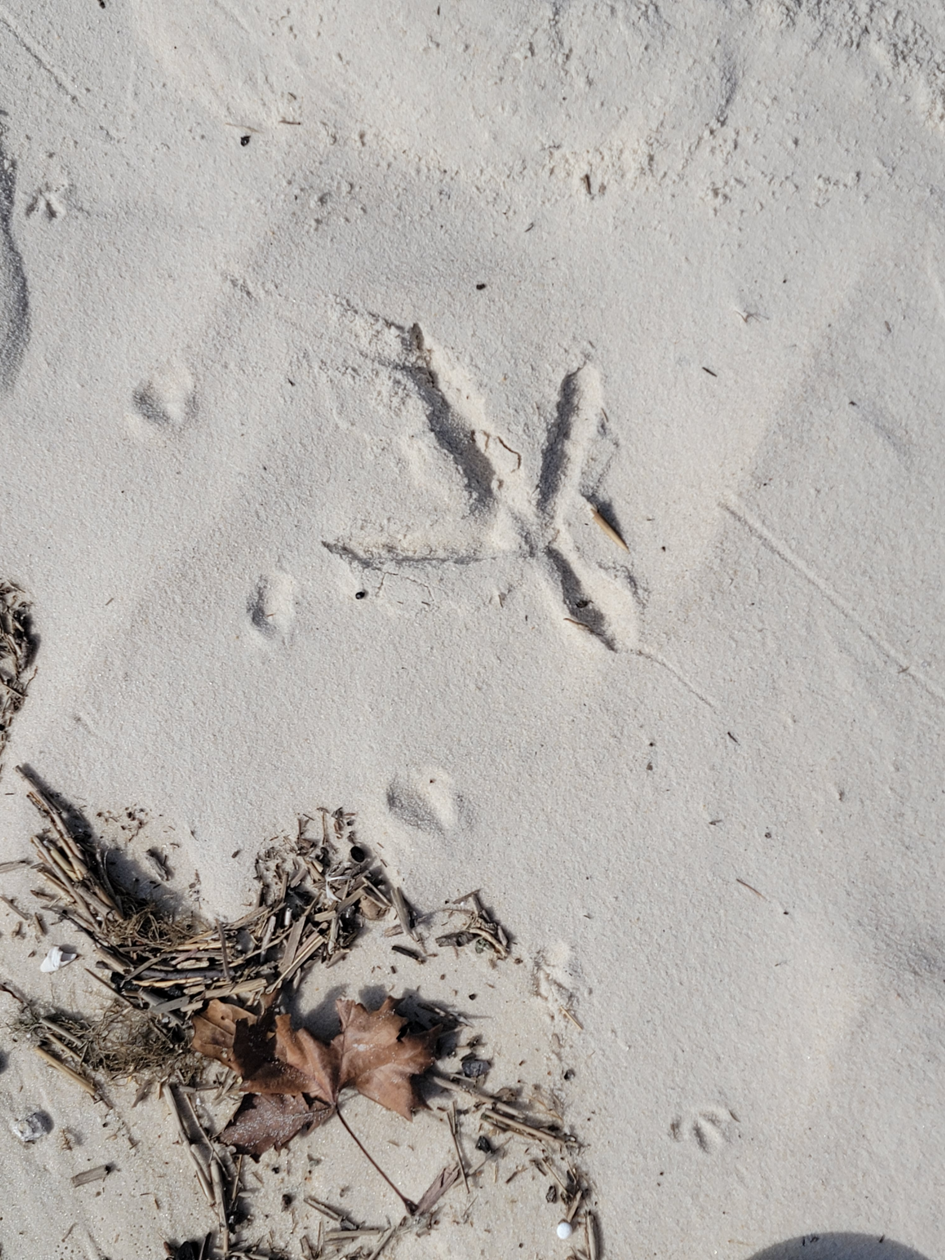 The secret coast blog post