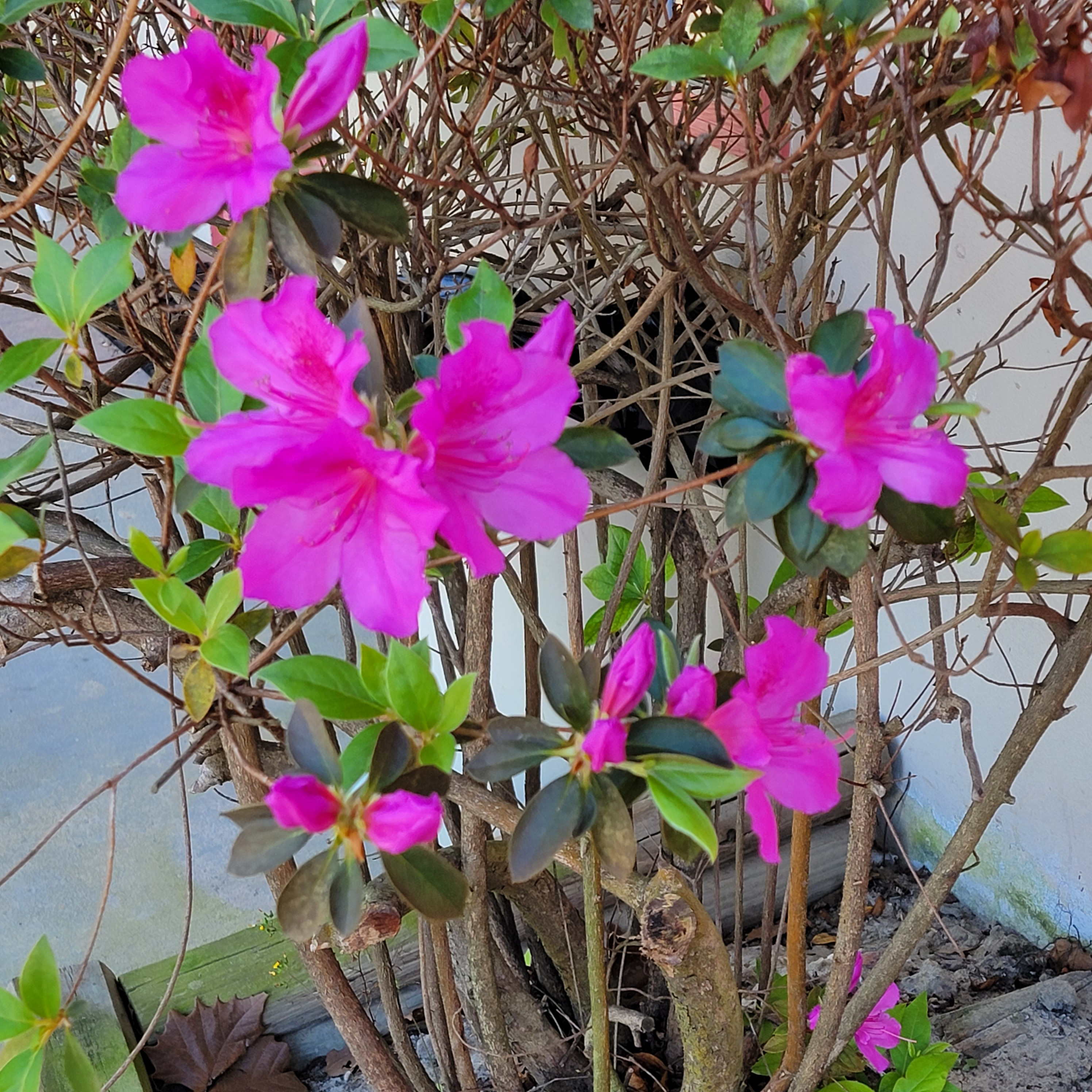colors of spring flowers in the south
