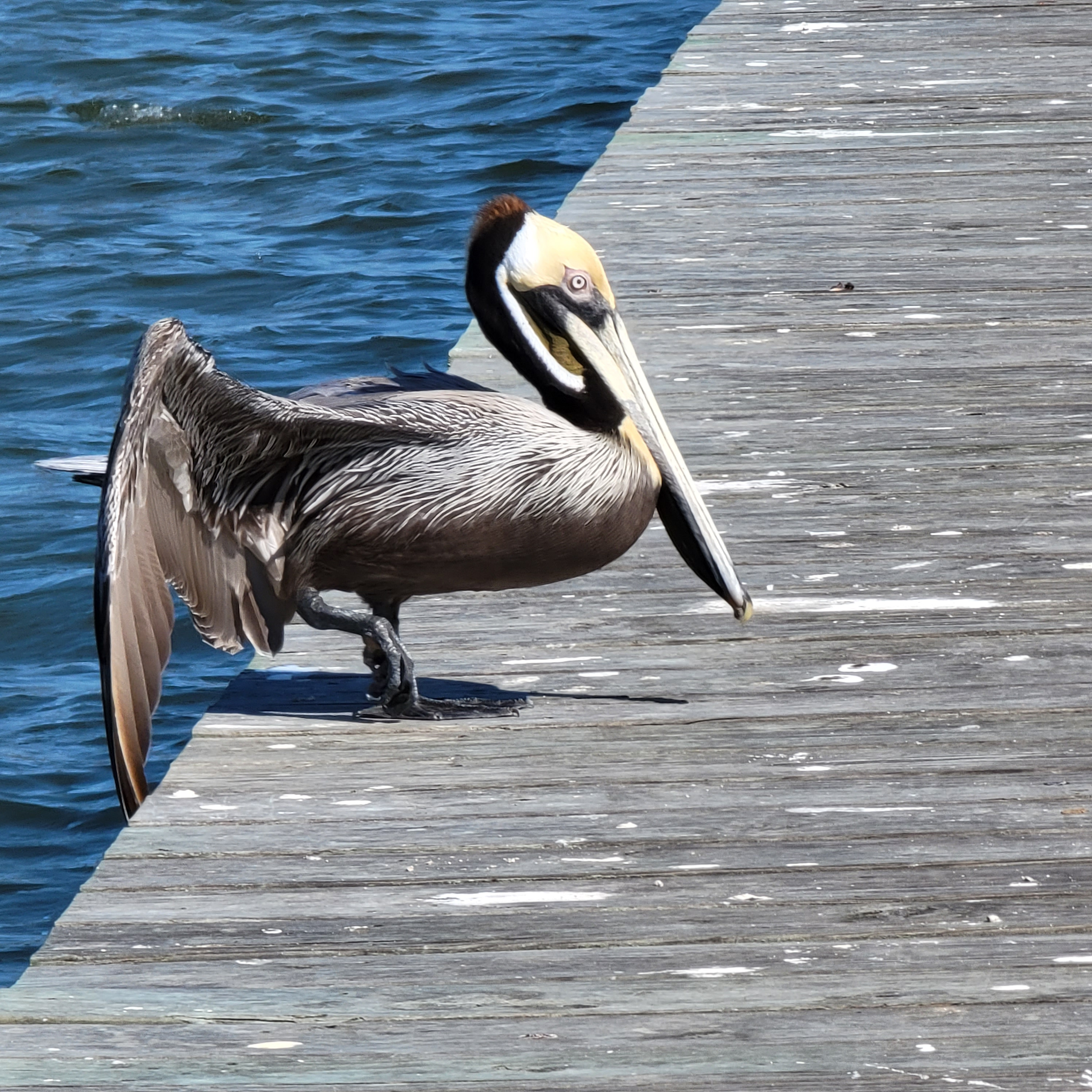 Pelican along Texas shore line