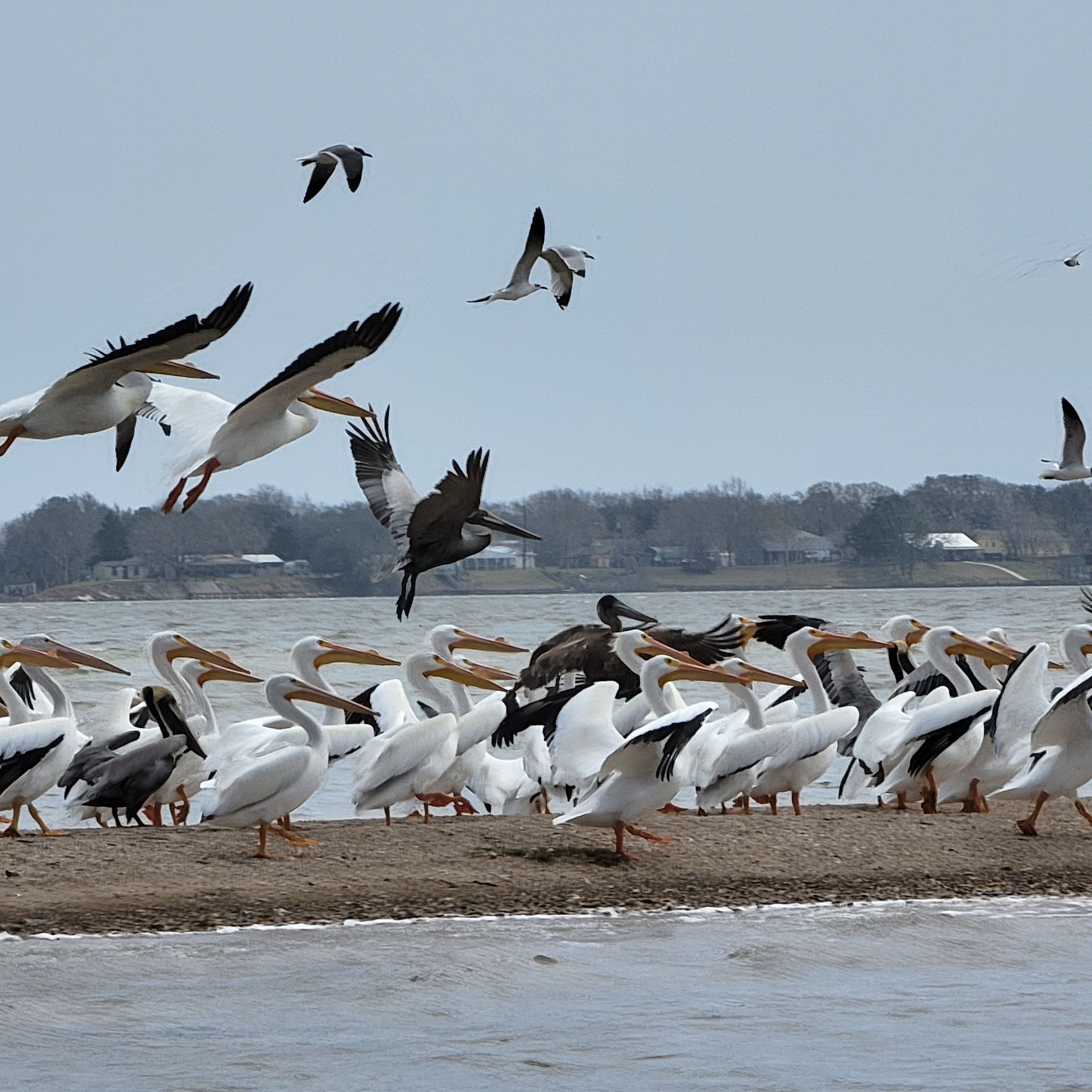 Pelicans in flight along Texas Gulf of America