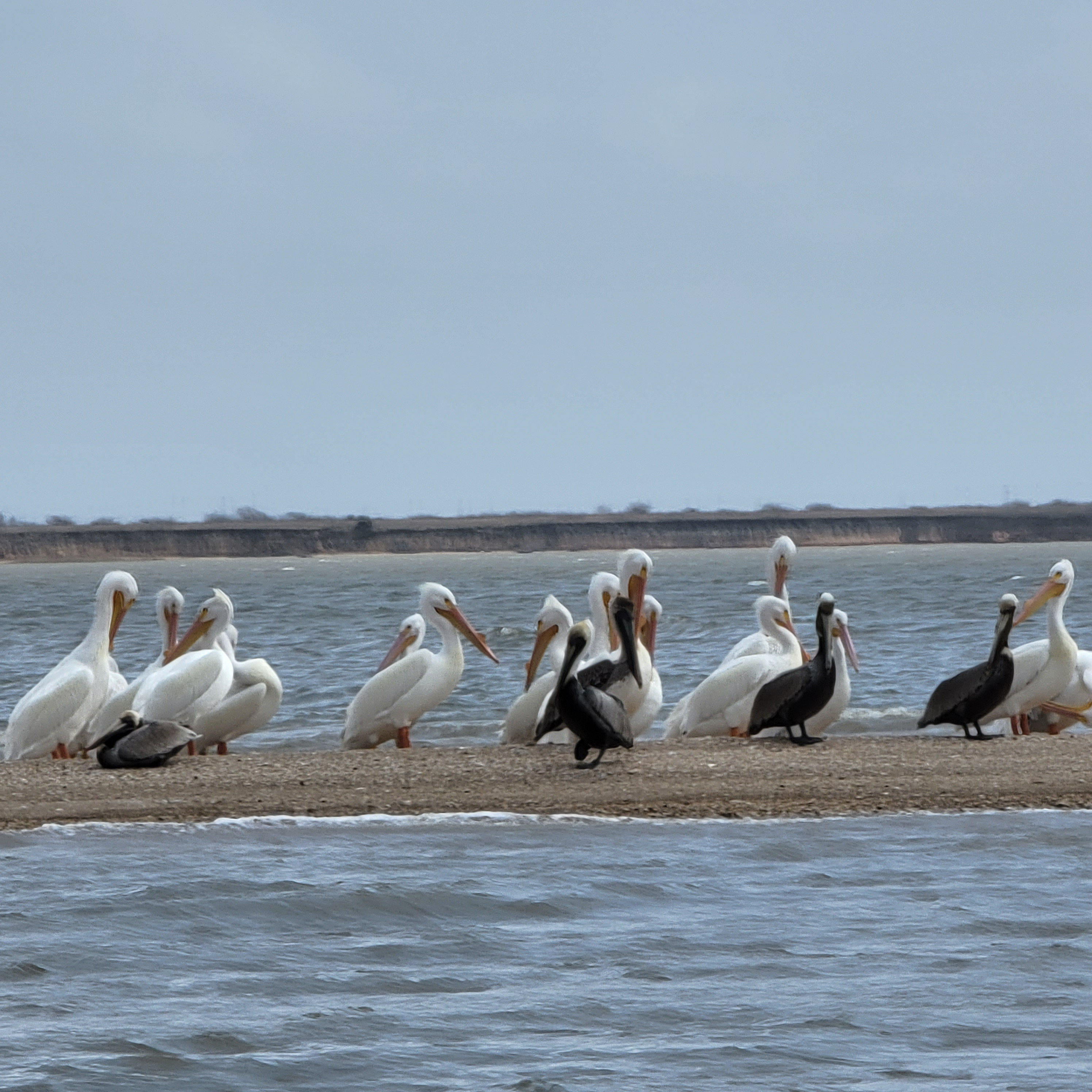 Texas Pelicans perched on small sandbar at Gulf of America
