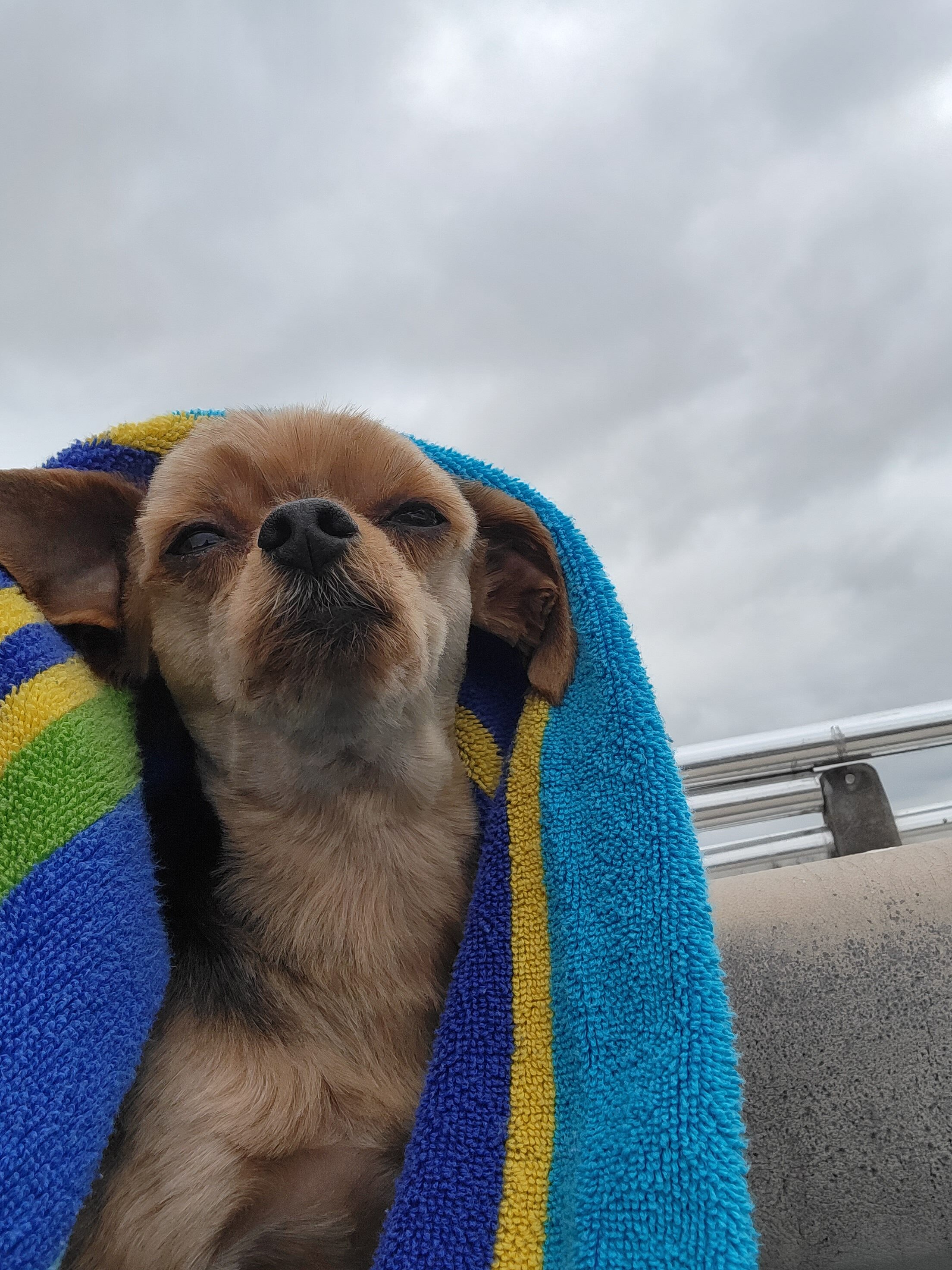 Rocky the dog with Traveling Sarff's