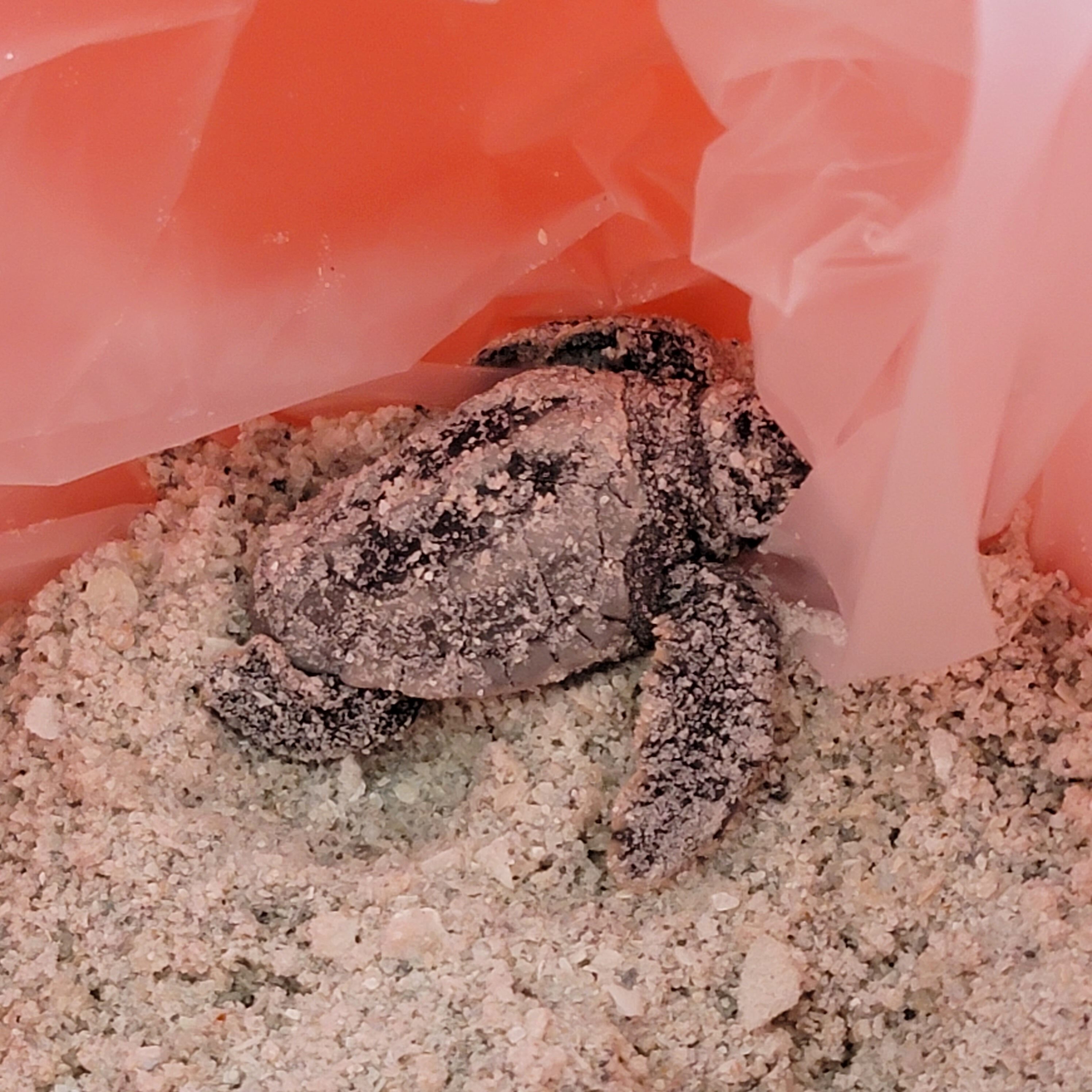 Baby sea turtles at Lover's Key state park