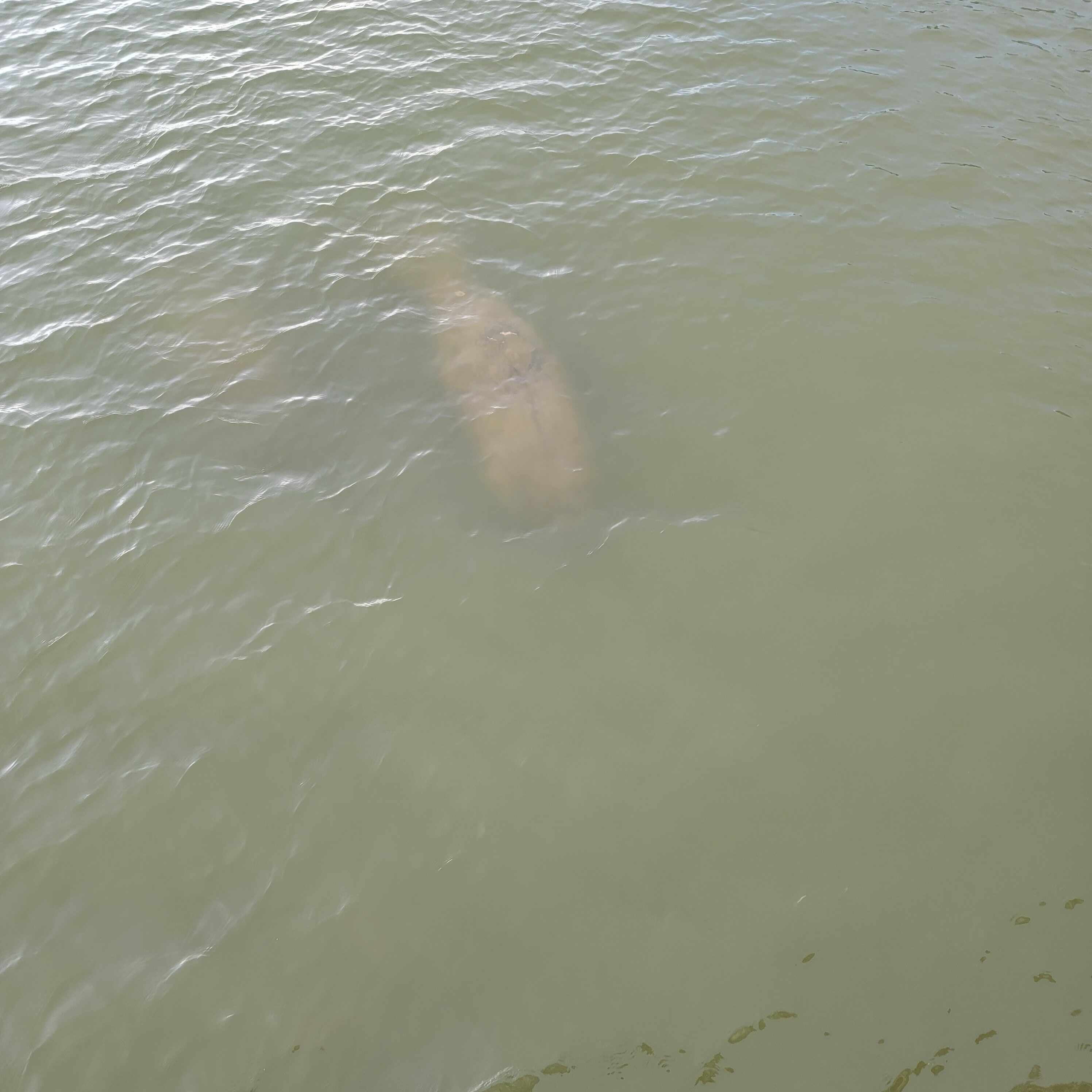 The manatees of Lovers Key state park in Florida