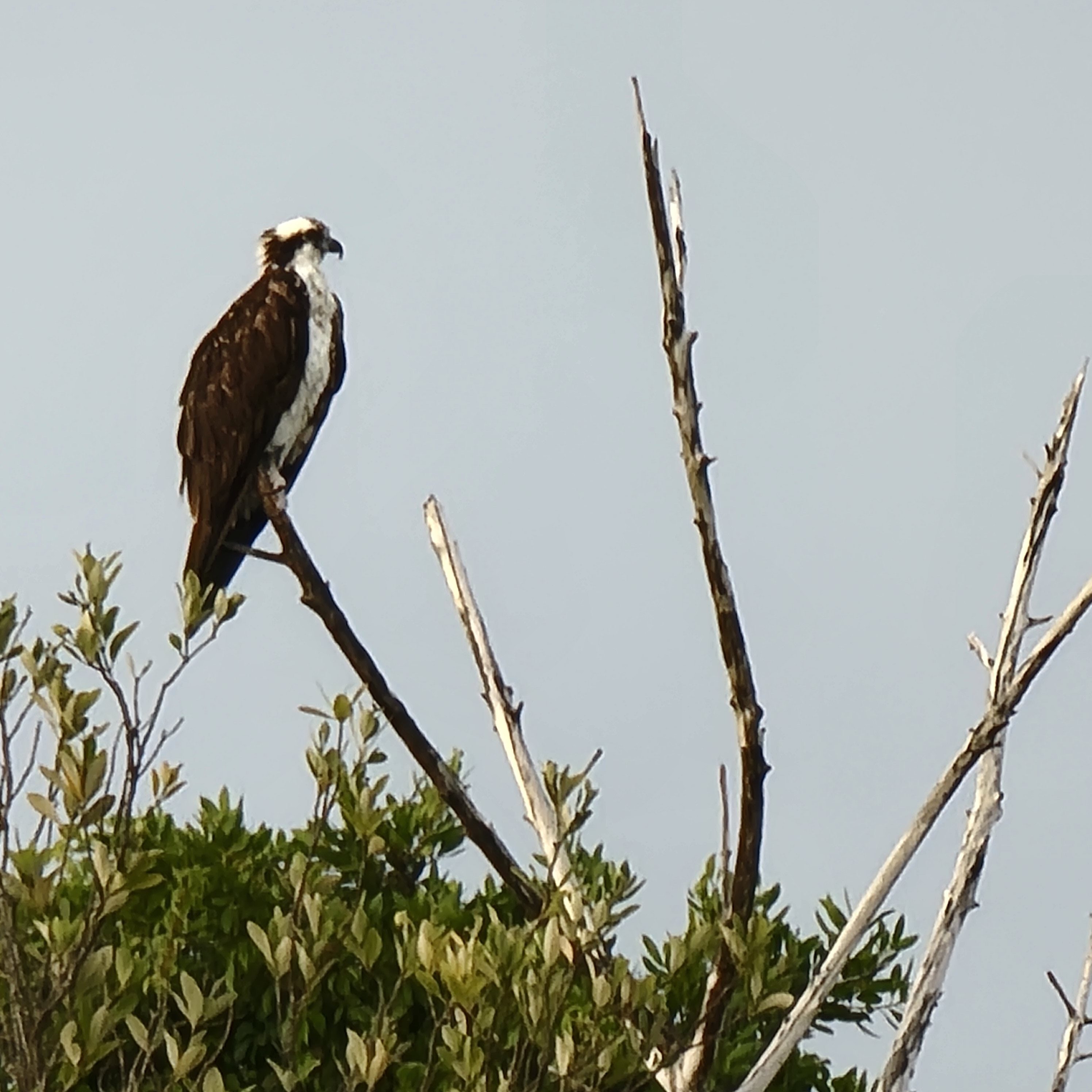 The Osprey's of Lover's Key State Park in Florida