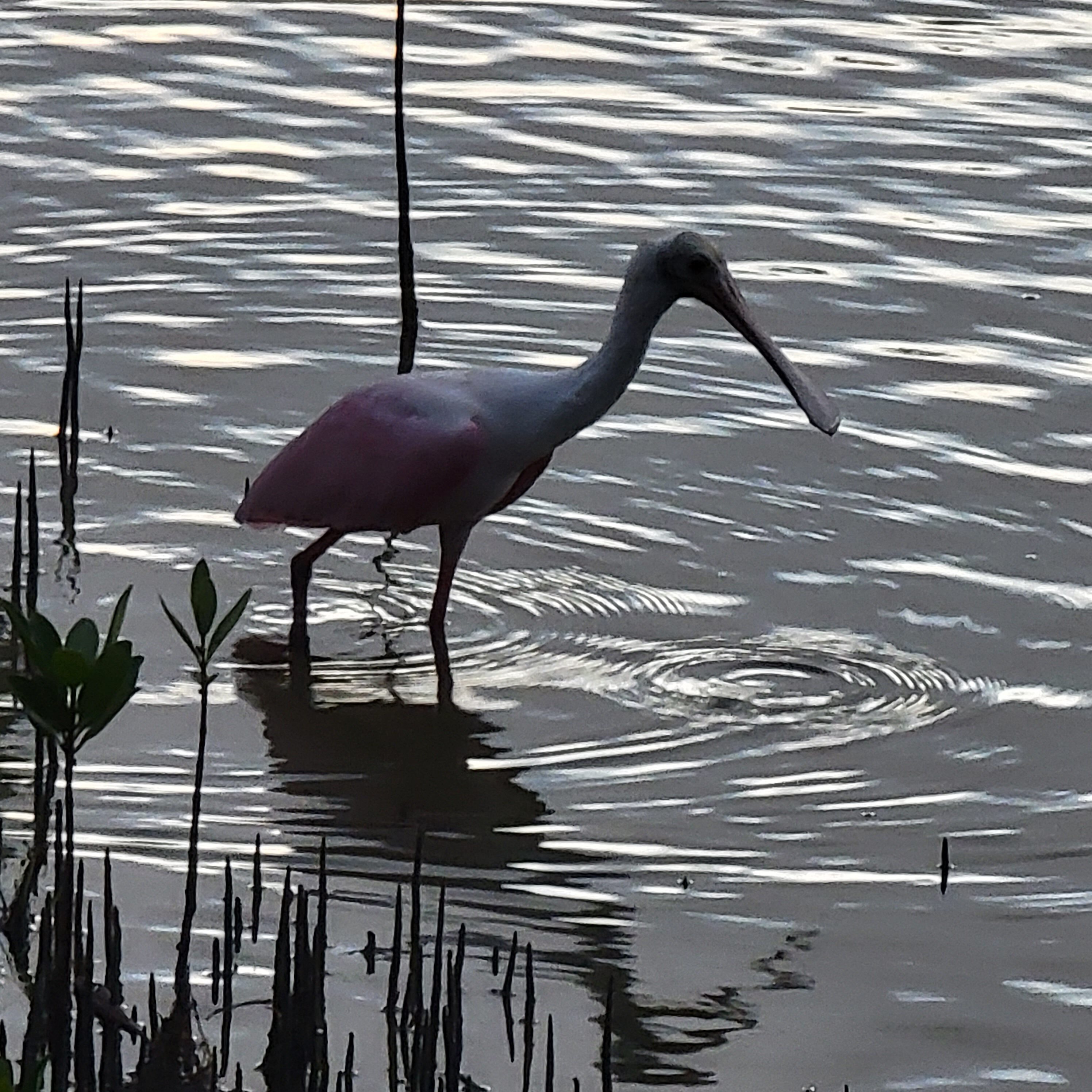 Roseate Spoonbill at Lover's Key State Park in Florida