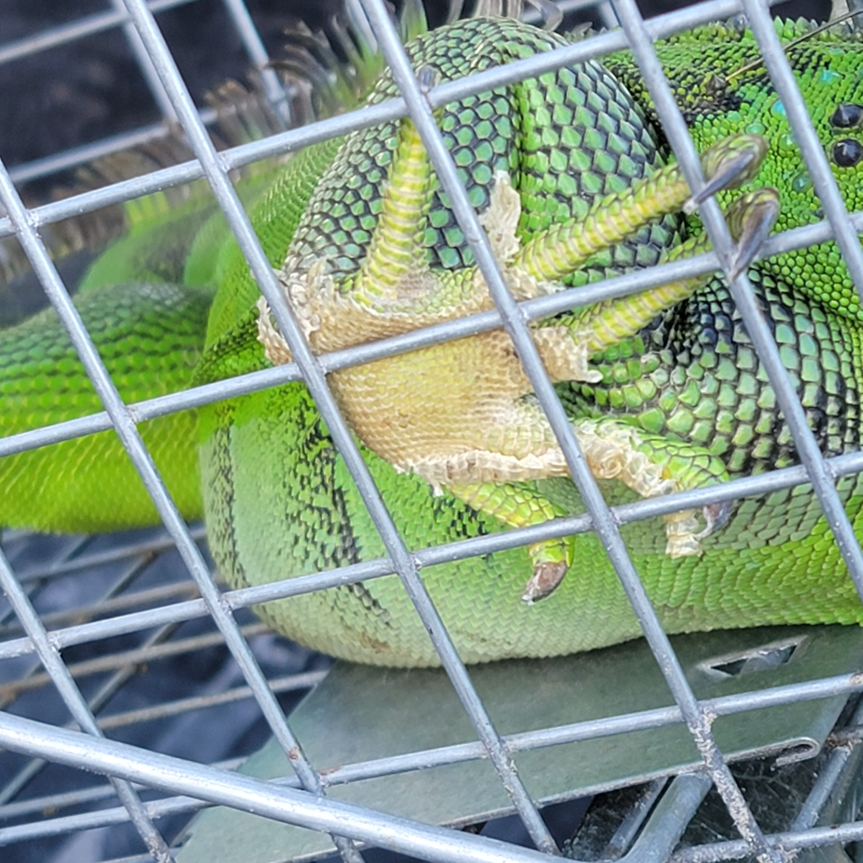 The invasive species of Iguanas are all around Lovers Key state park