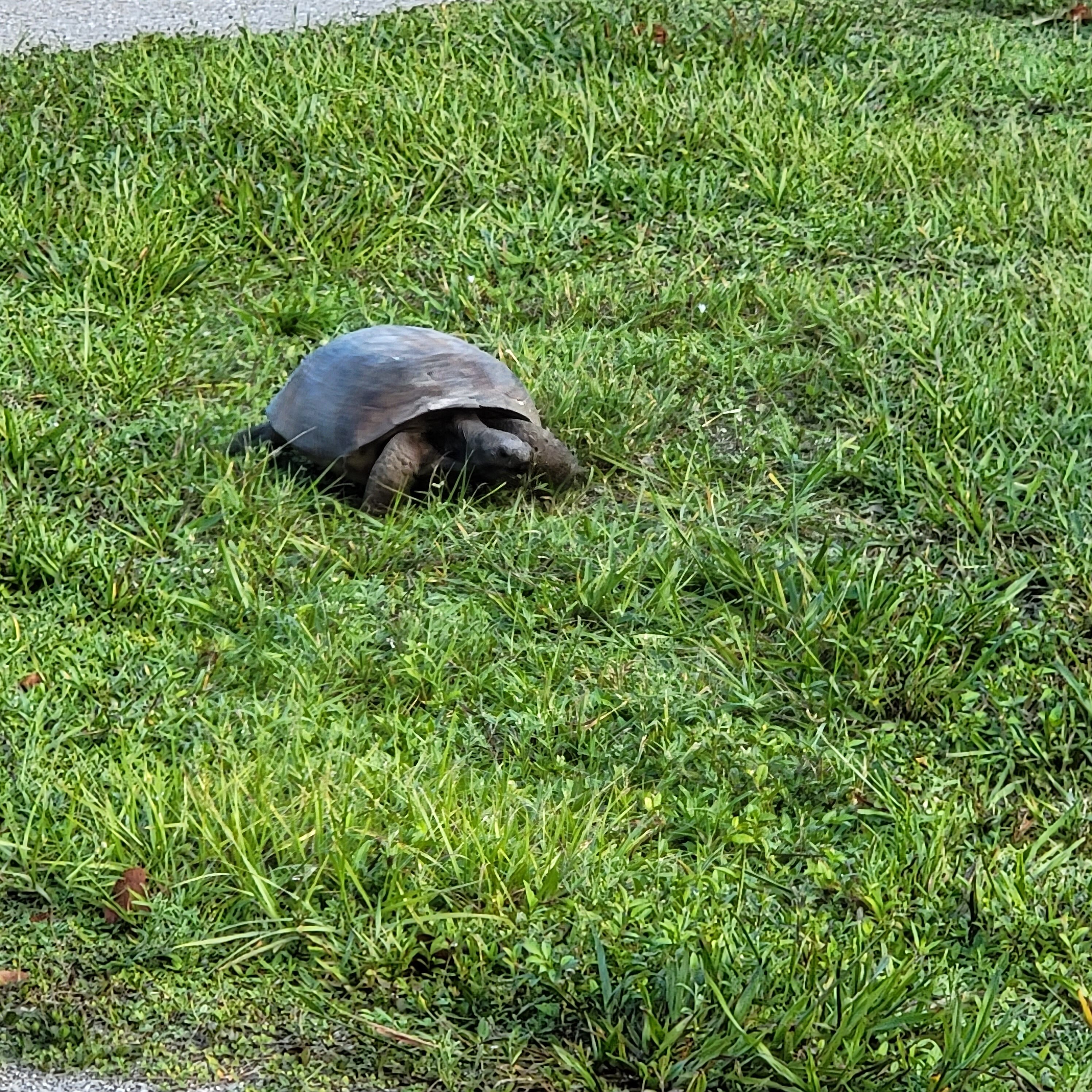 Gopher Tortoise in Lovers Key state park