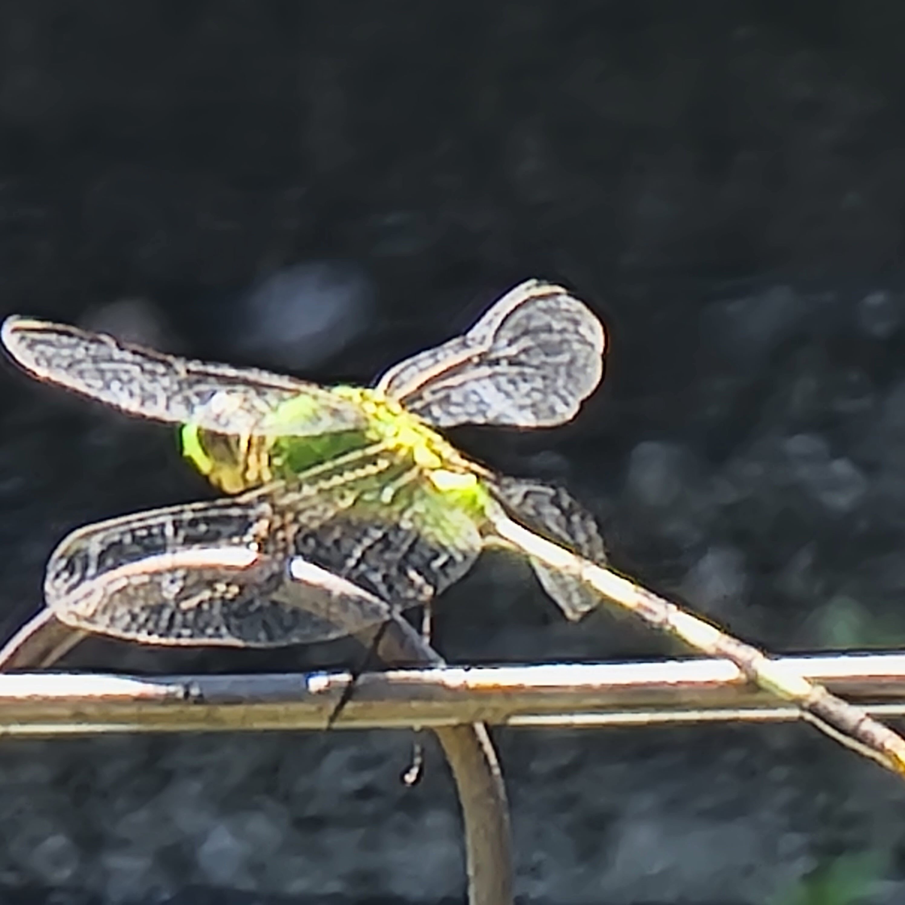 Beautiful dragon fly of Florida