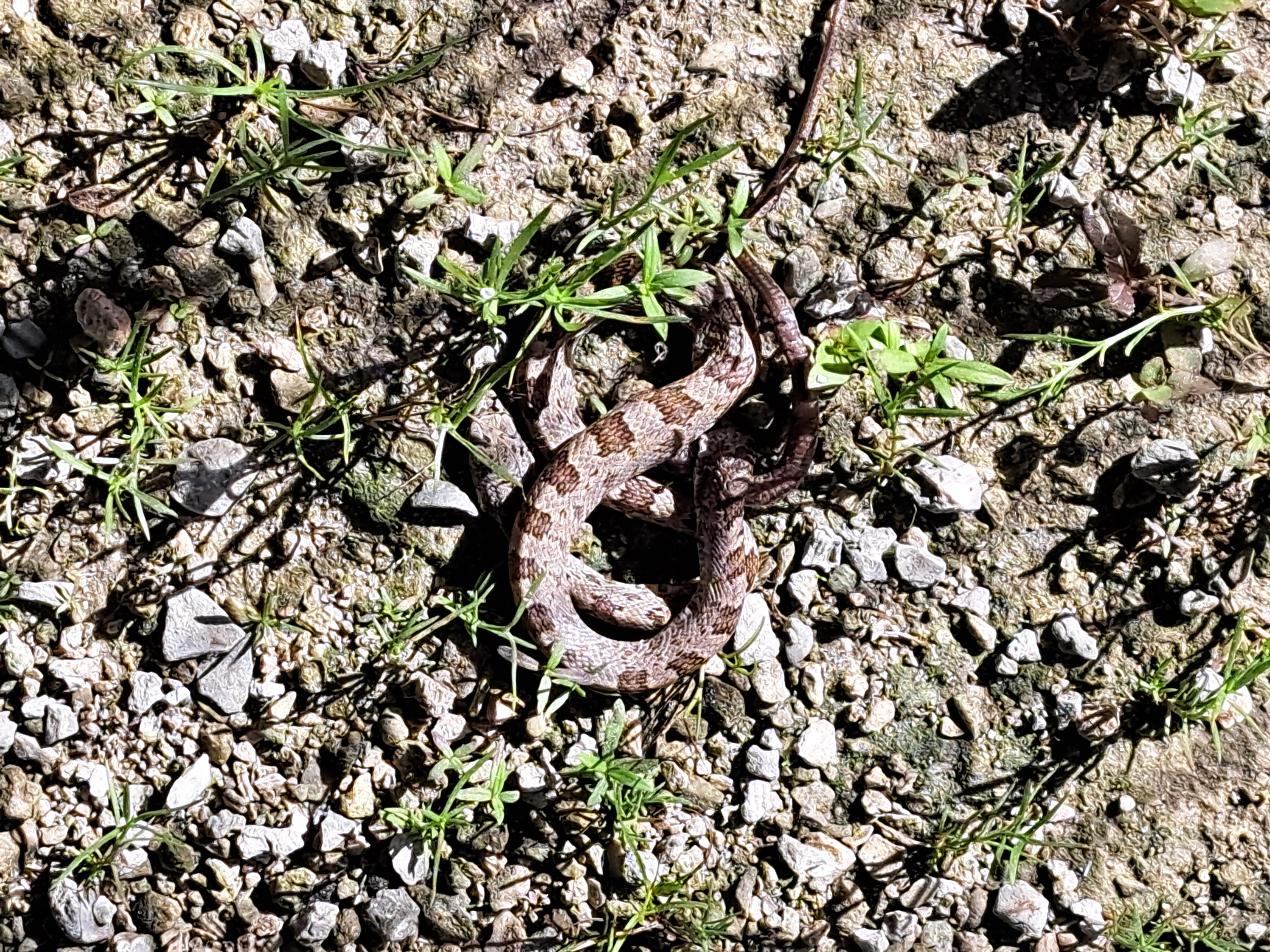 The many lizards of Florida
