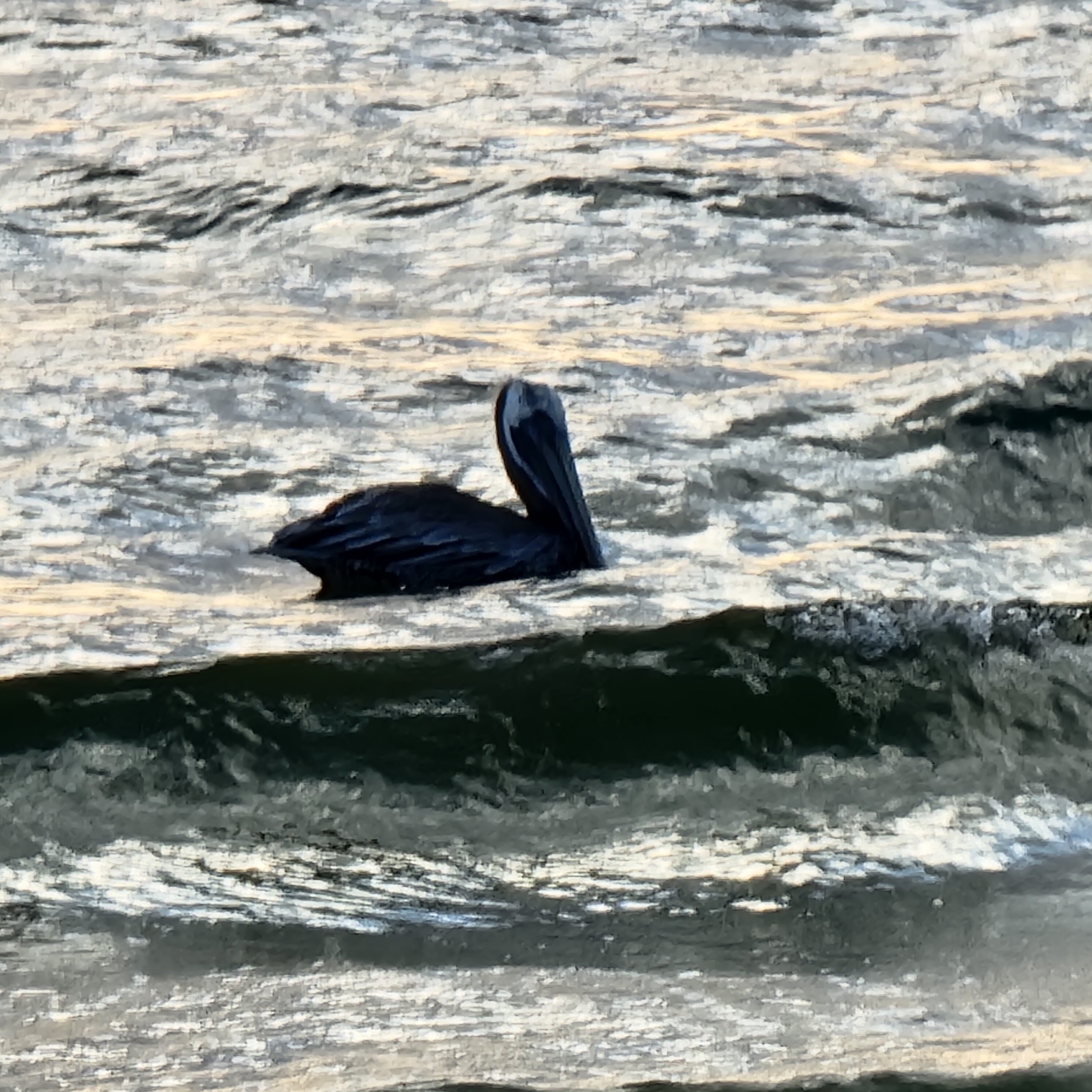 Pelicans riding the waves at Lovers Key