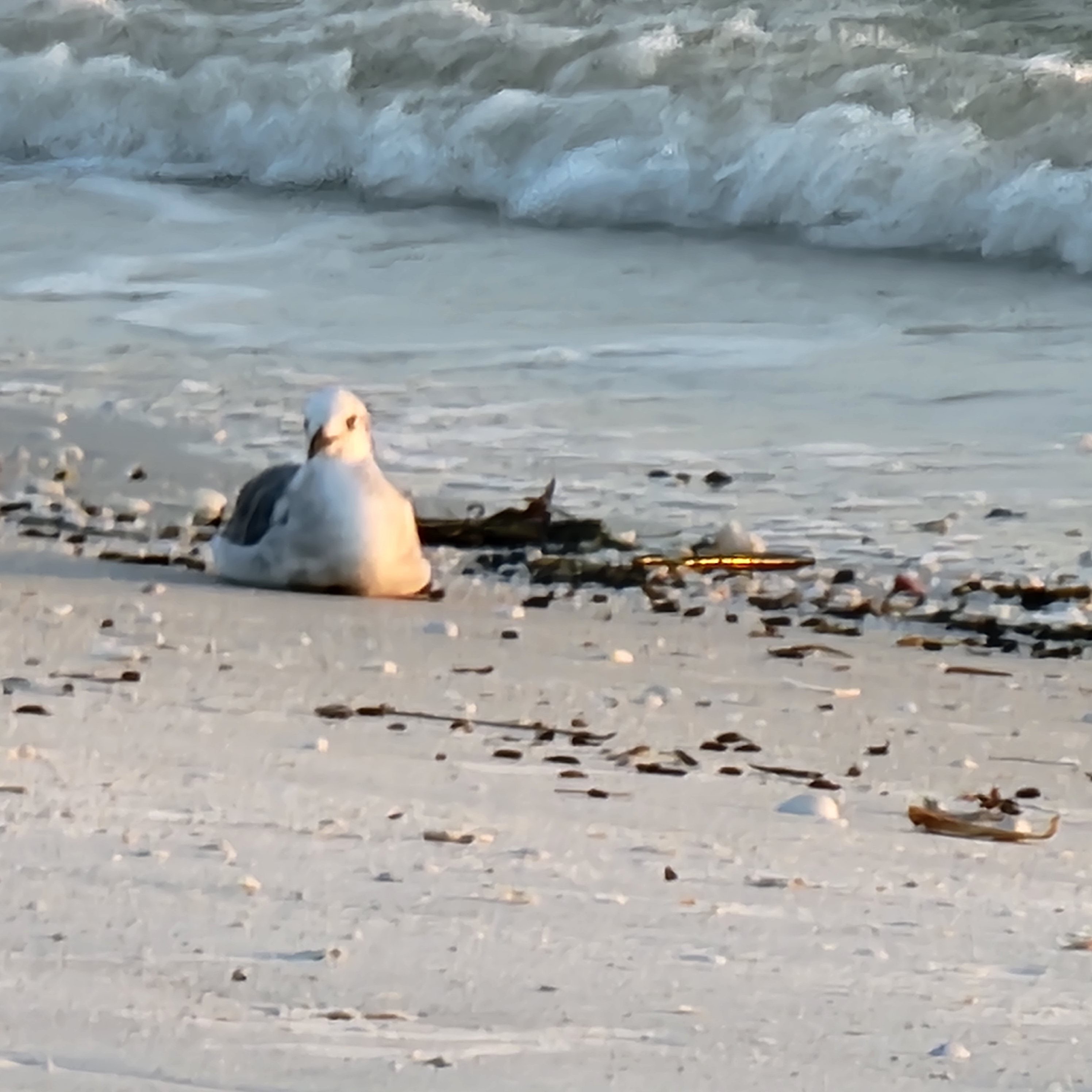 The many birds of Lovers Key State Park