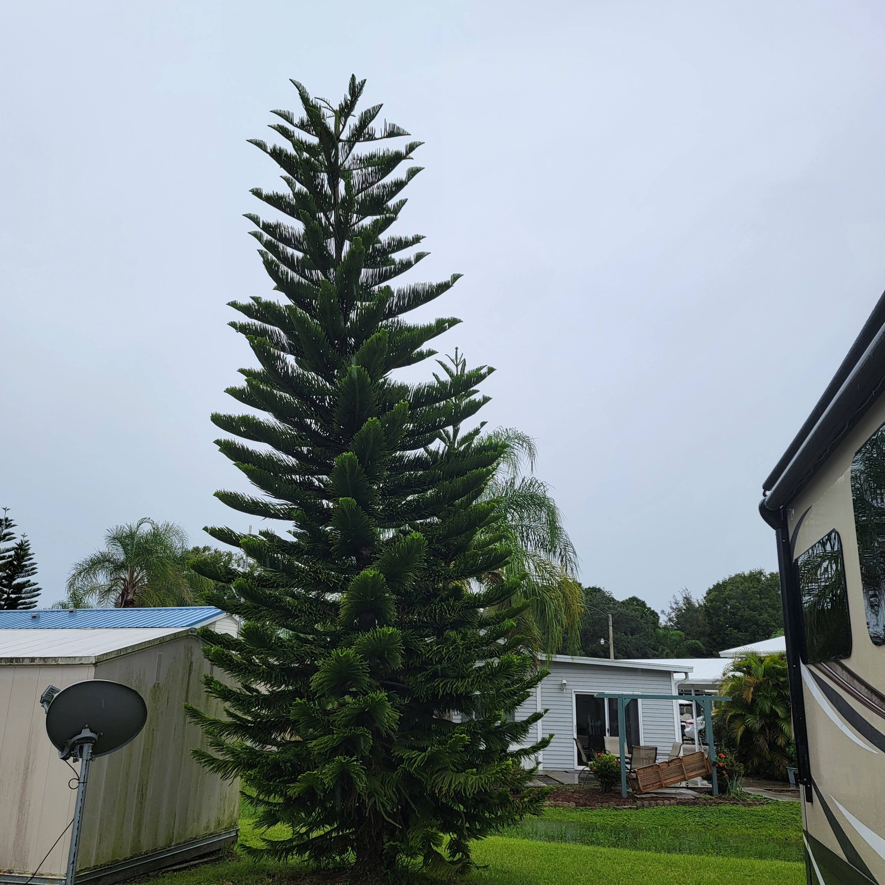 When a table top tree gets planted in Florida, it grows!