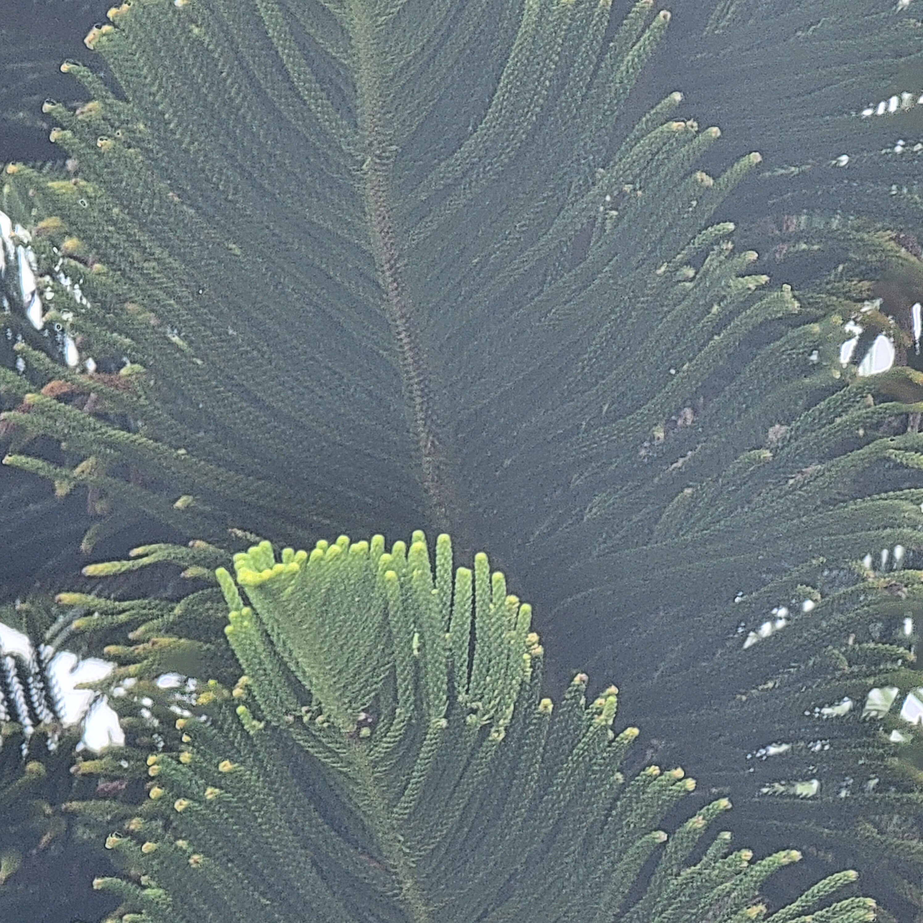 The many tree types of Florida