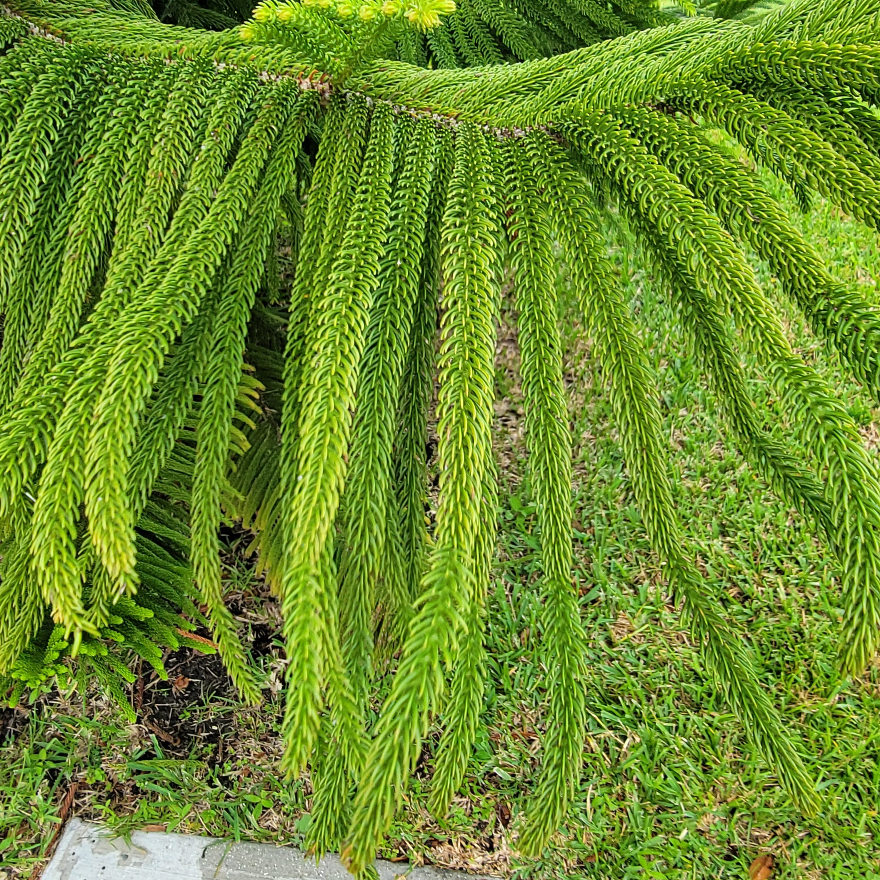 The bright green of Florida pines