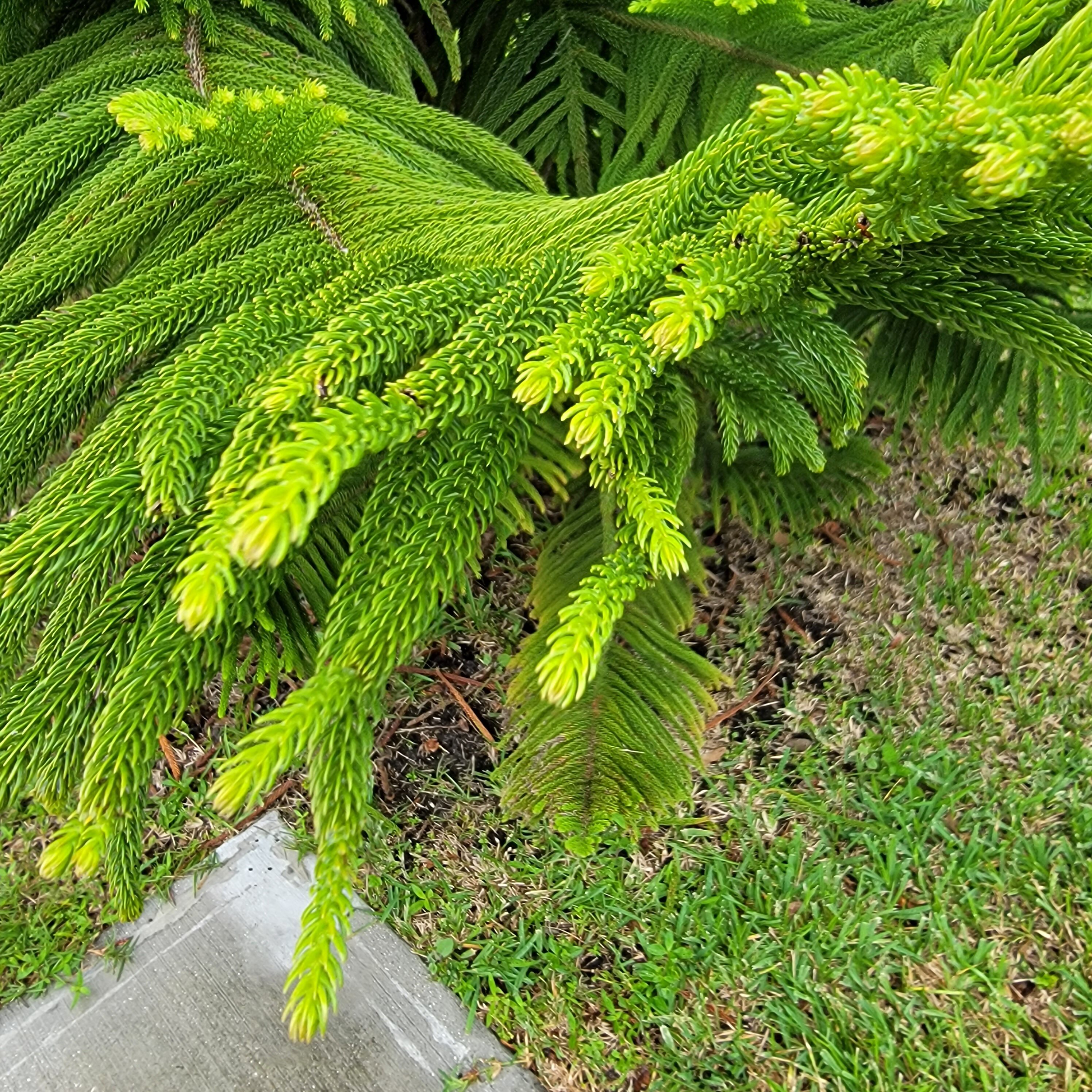 The many pines of Florida