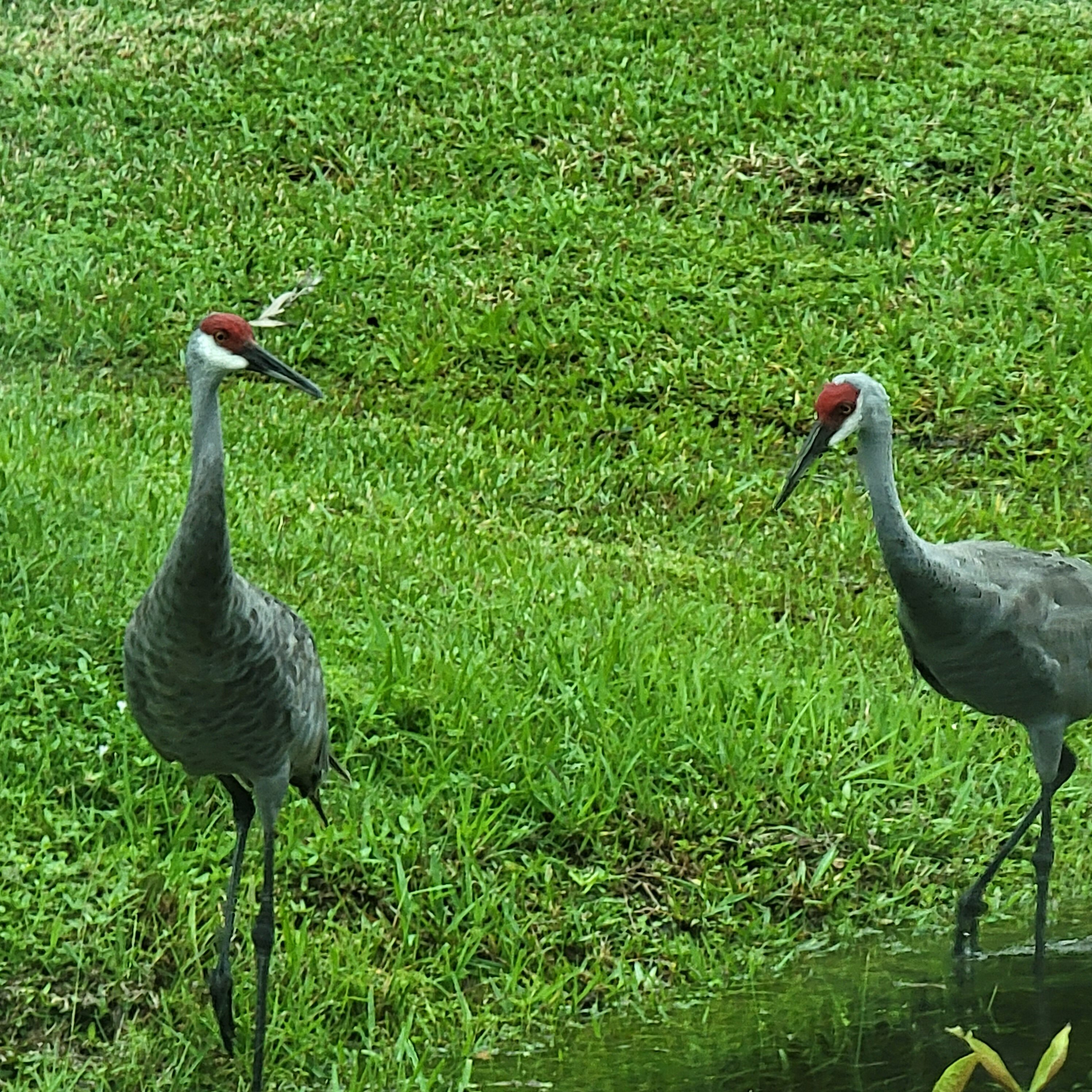 The Sandhill cranes of Florida