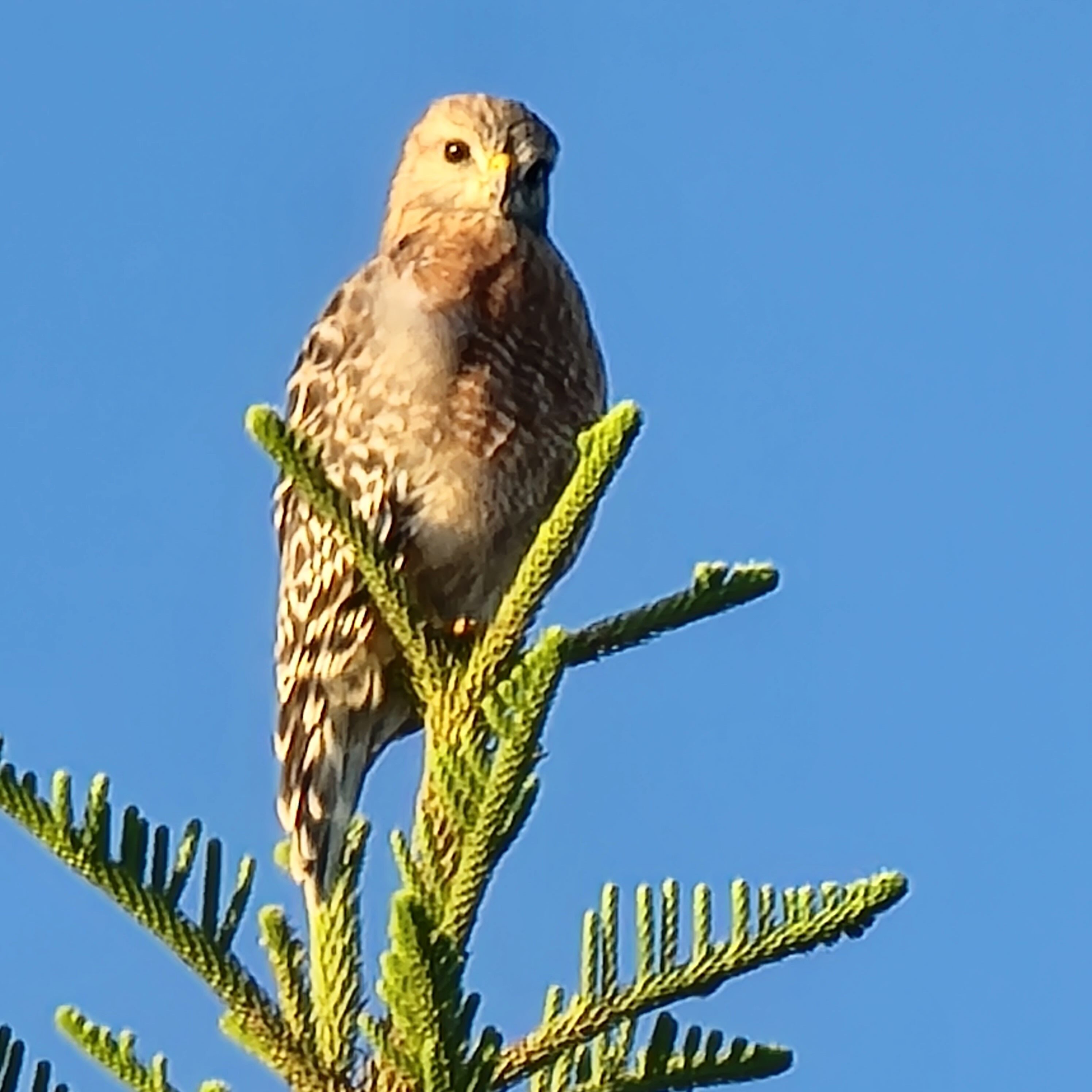Florida's many birds - small raptor