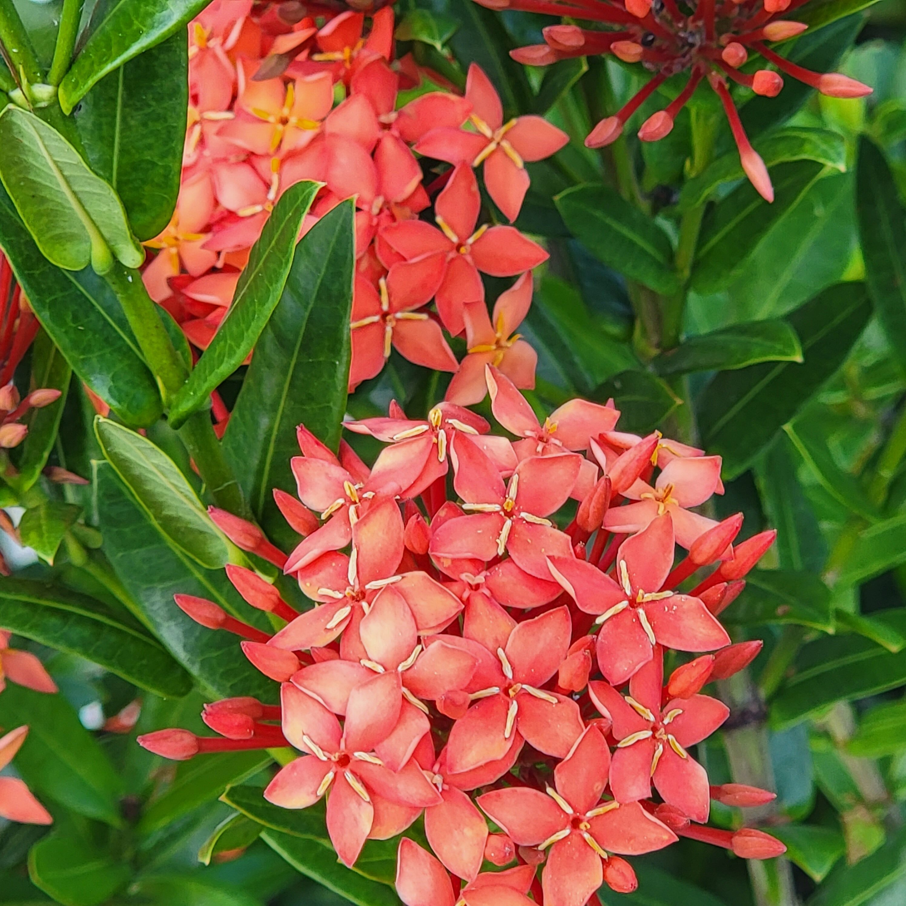 Ixora plant in Florida