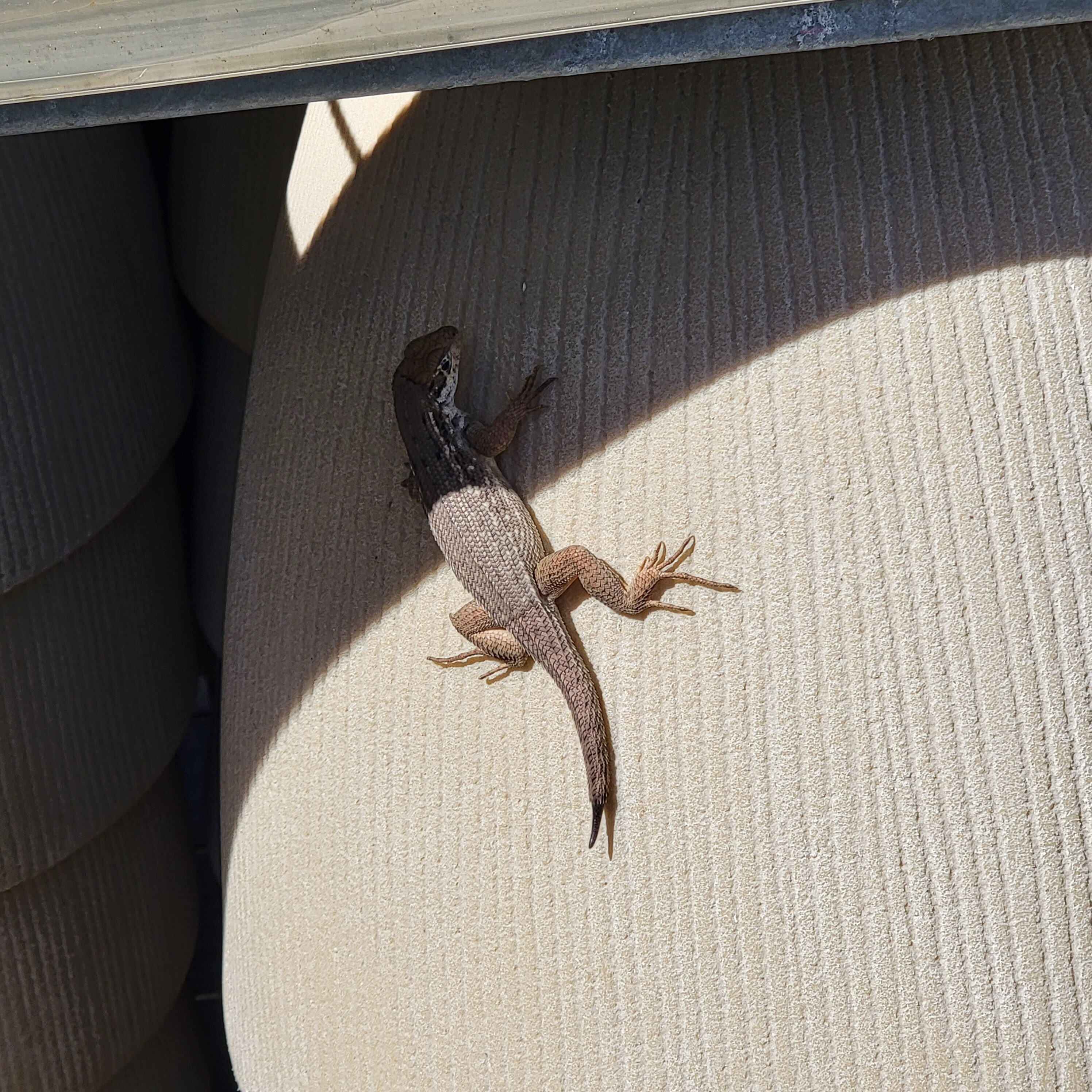 Lizards are everywhere in Florida - even in the stores