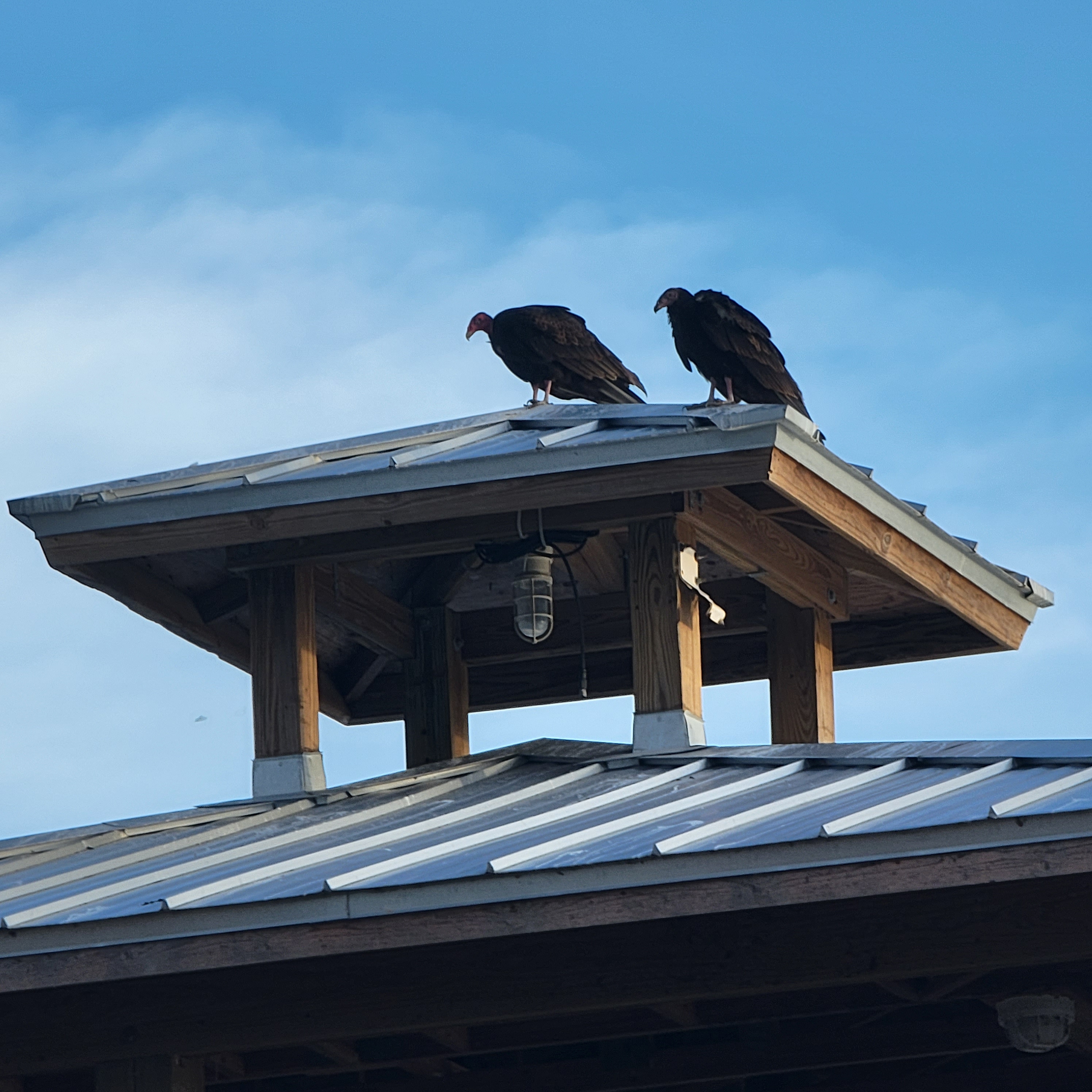 The buzzards of Florida are every where