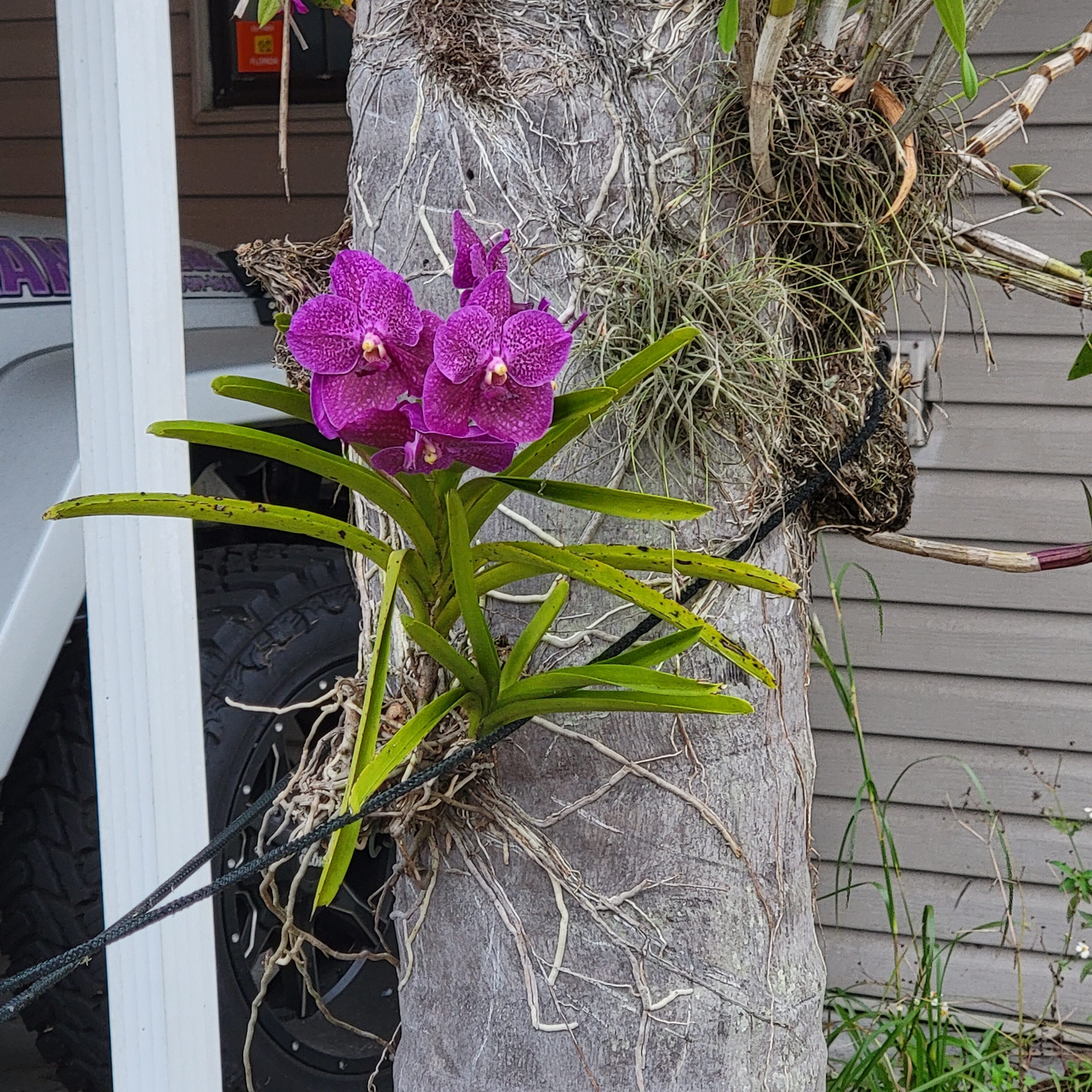 The orchids of Florida