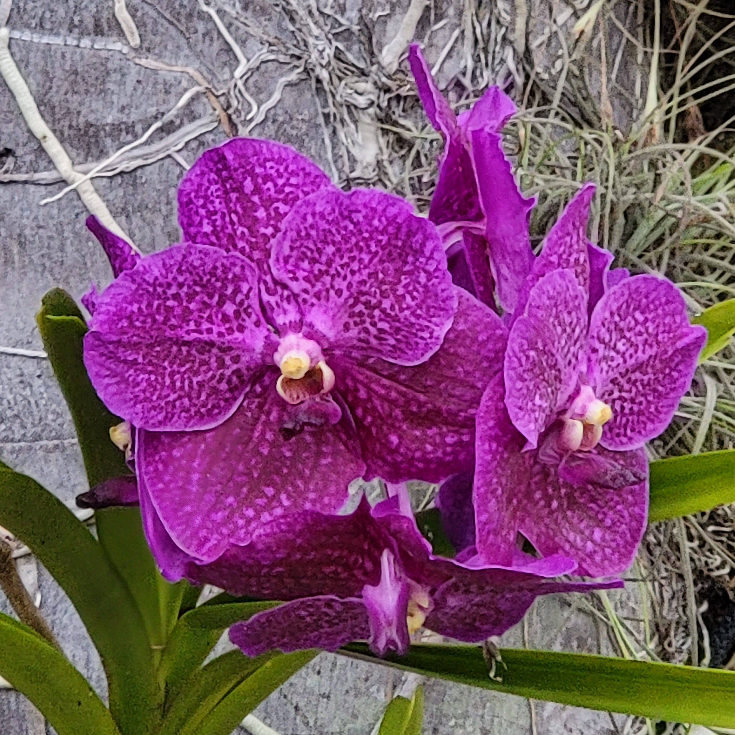 The stunning colors of Florida in the plants