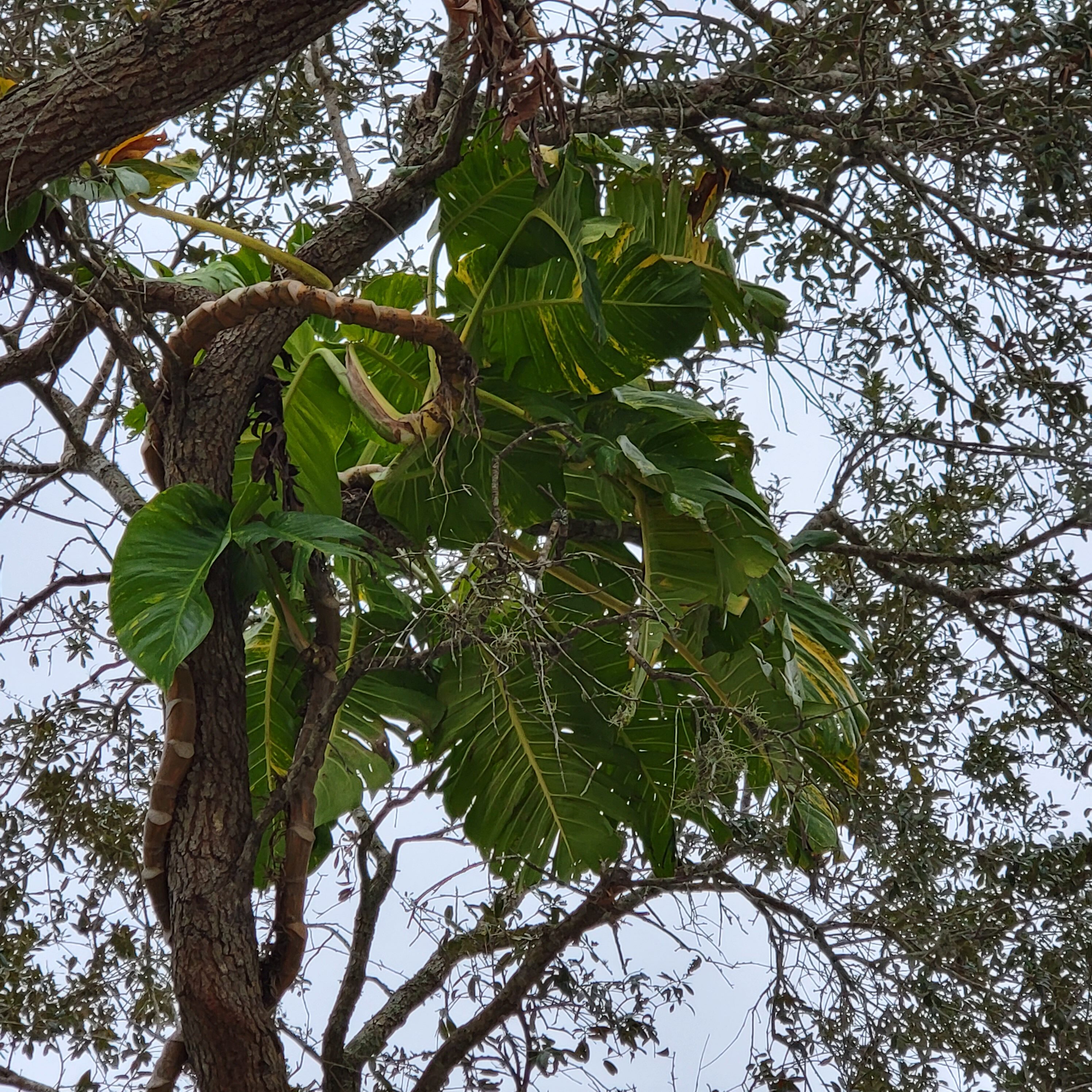 The craziest trees of Florida