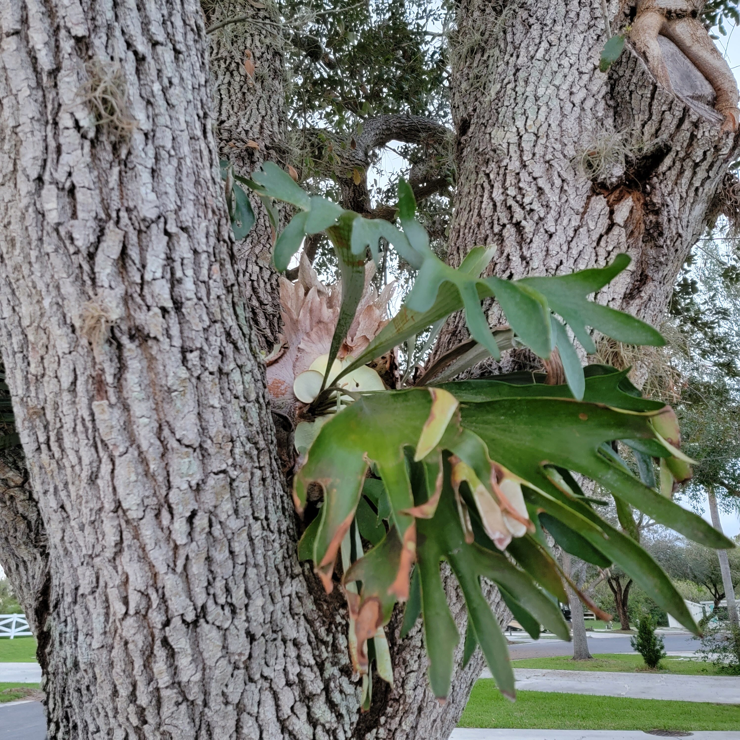 Palms grow in the strangest places in Florida