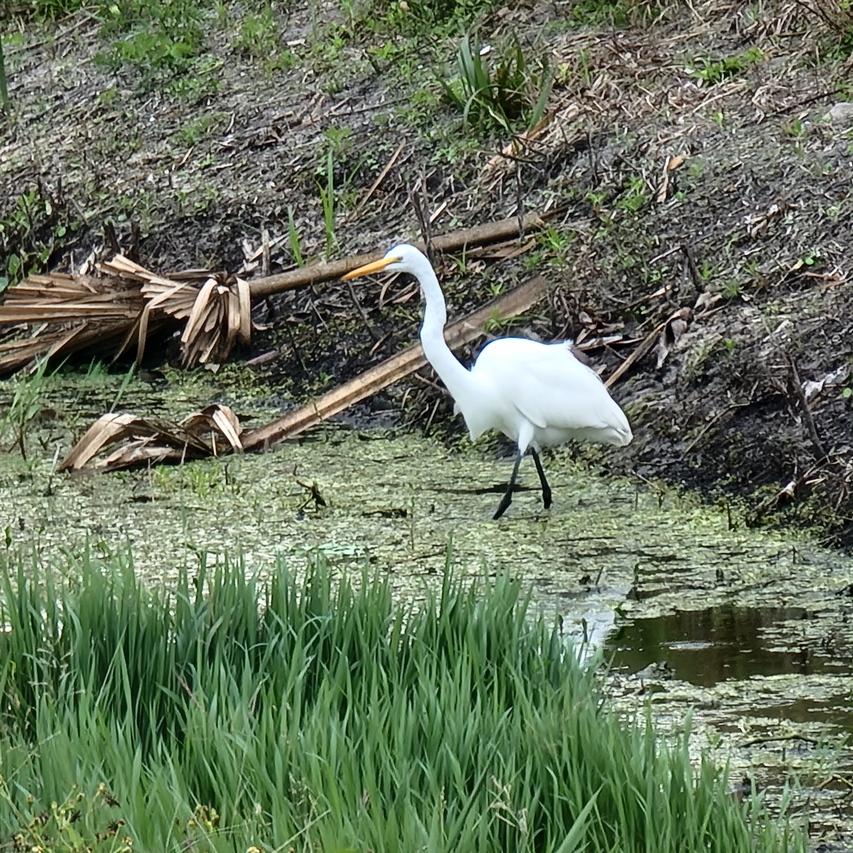 Snowy egret in swampy water of Florida on the hunt for fish