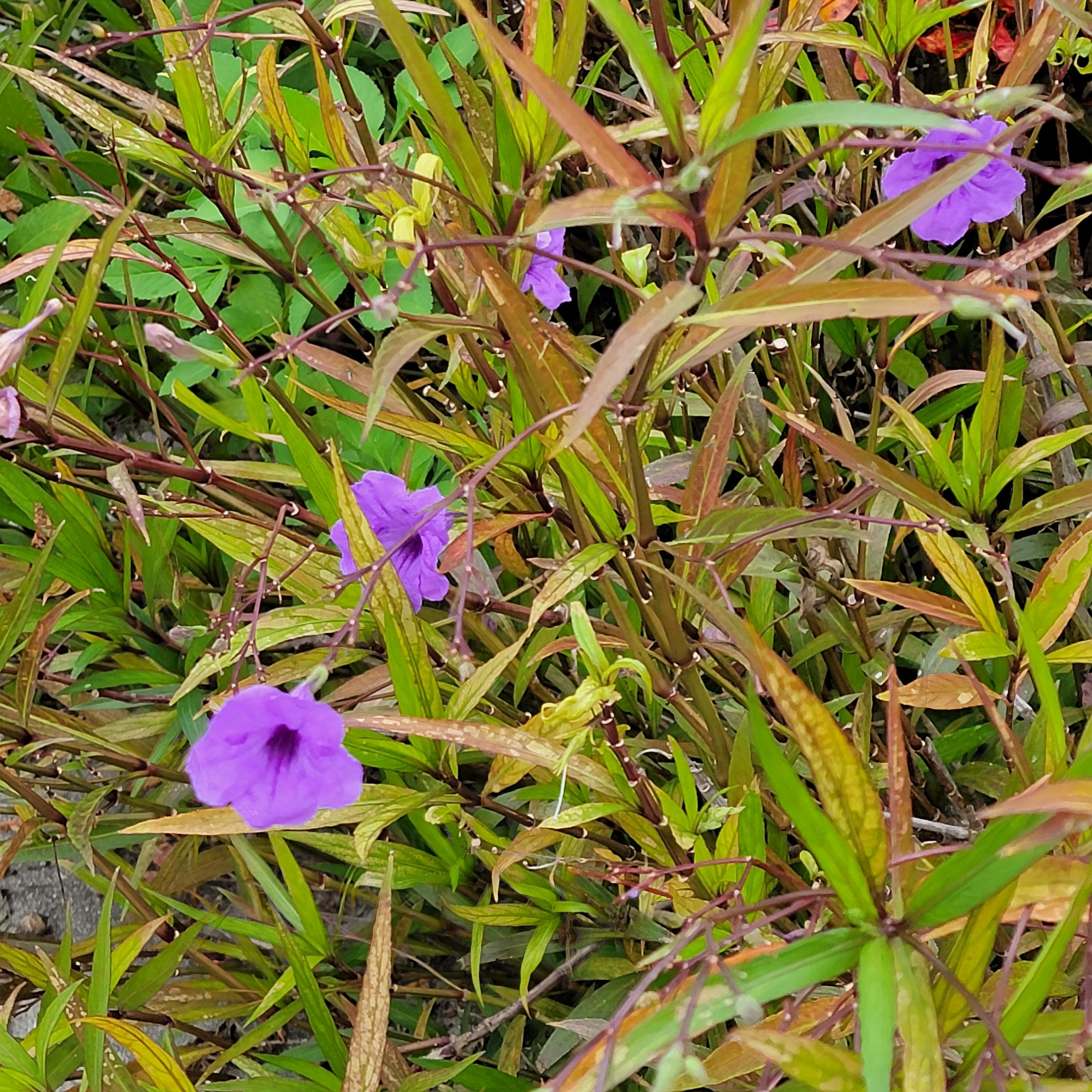 So many purple flowers in Florida to see