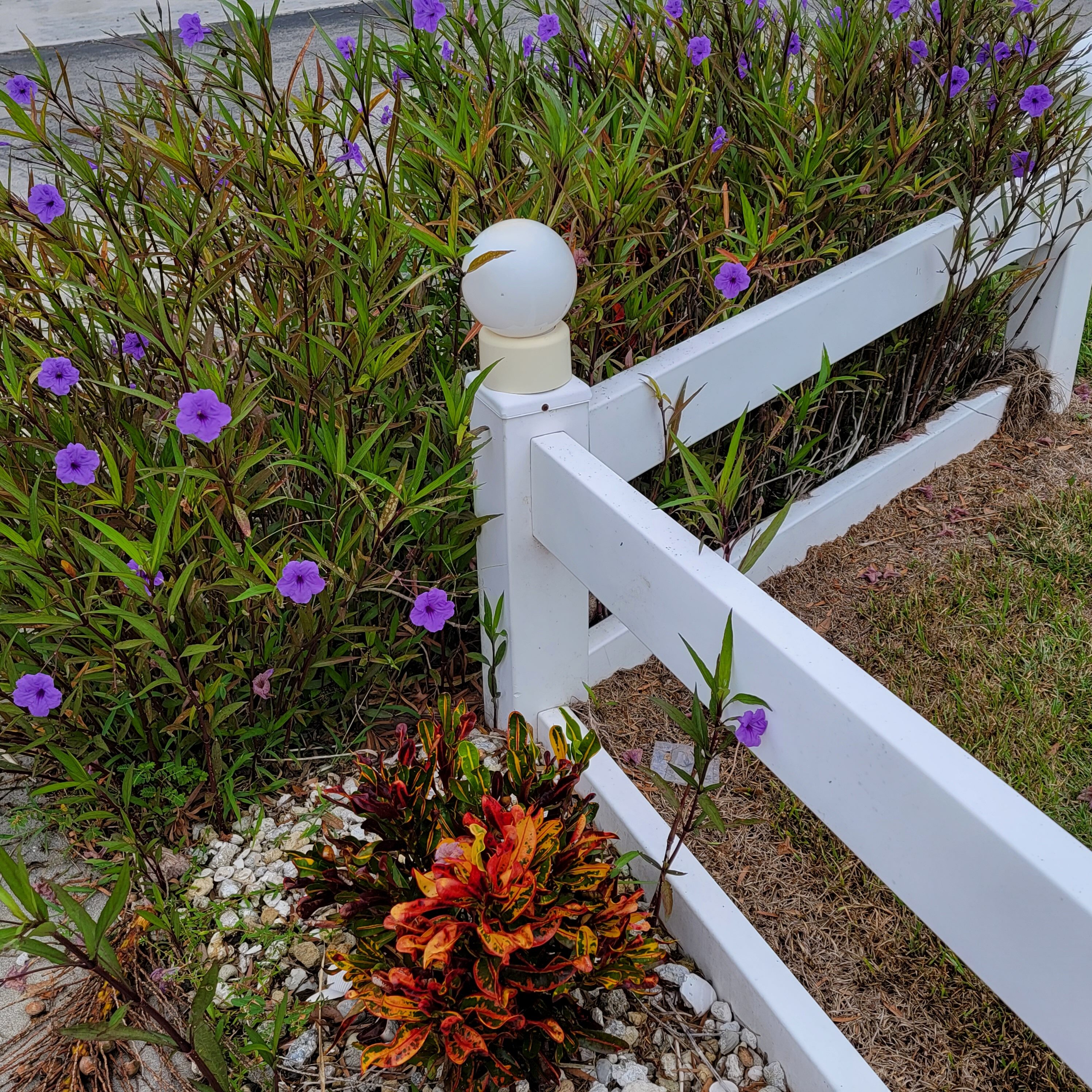 Beautiful landscapes of Florida