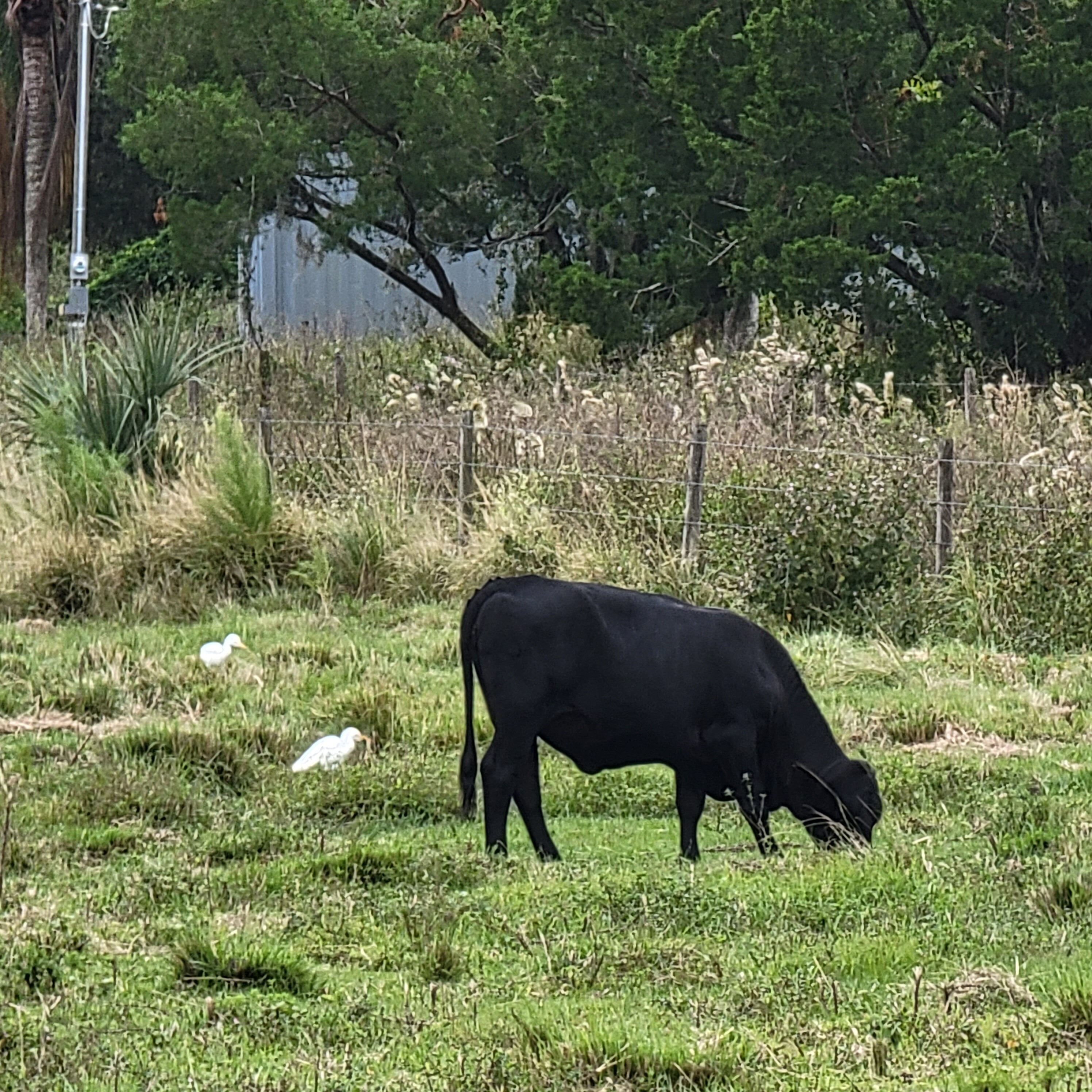Middle Florida is full of cows and calves