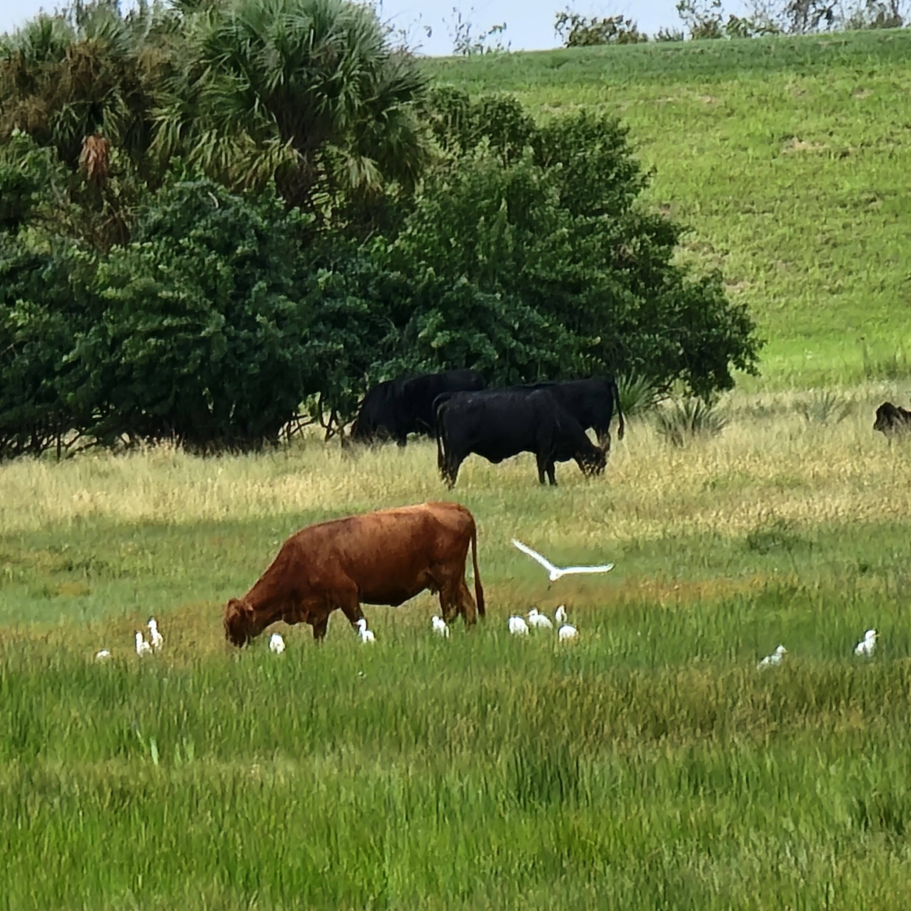 Huge cattle producer of the United States is Florida