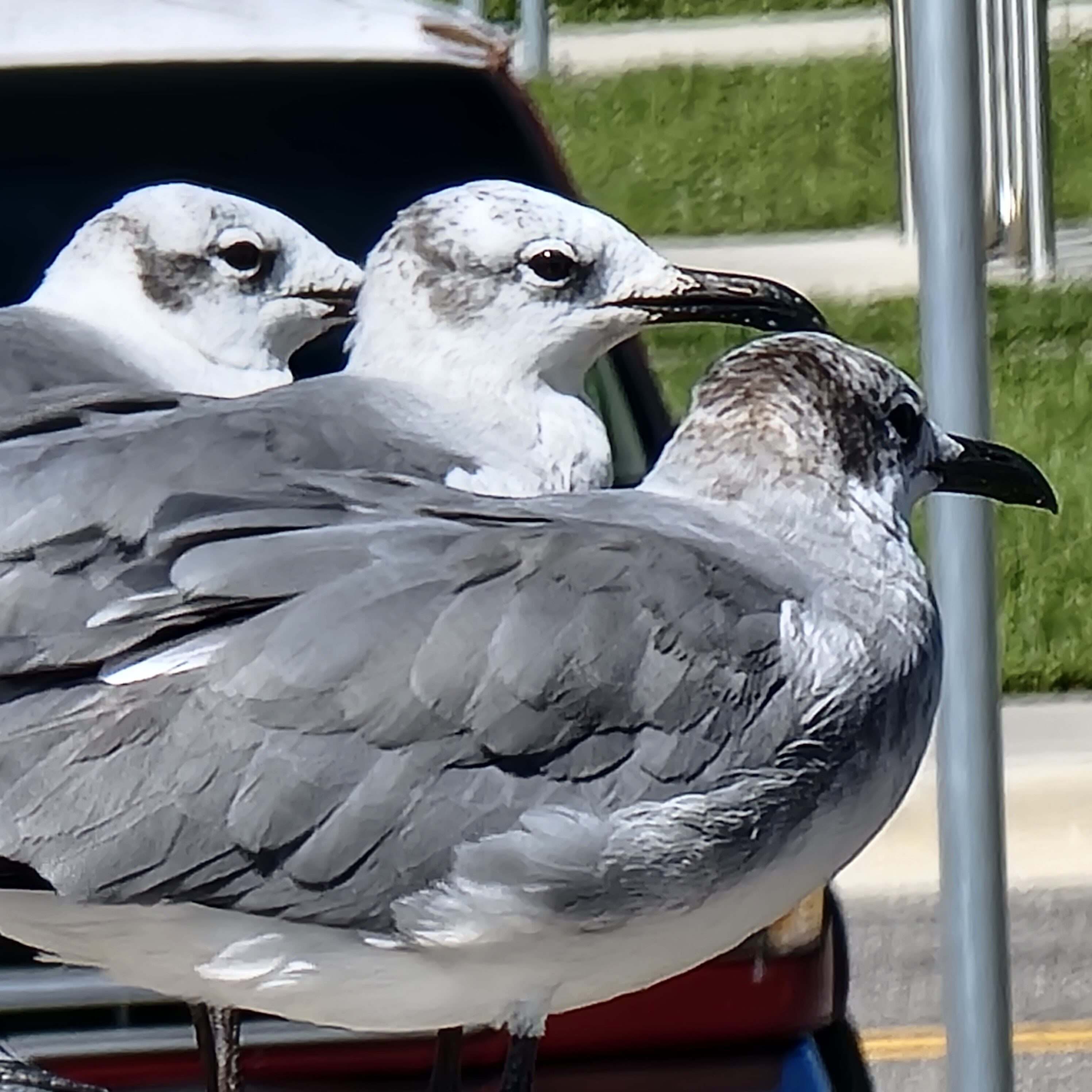 The birds of Lake Okeechobee Florida