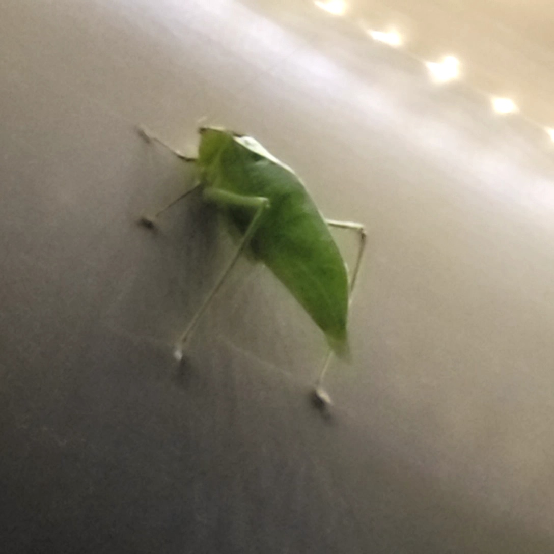 Leaf bug - so many bugs in Florida