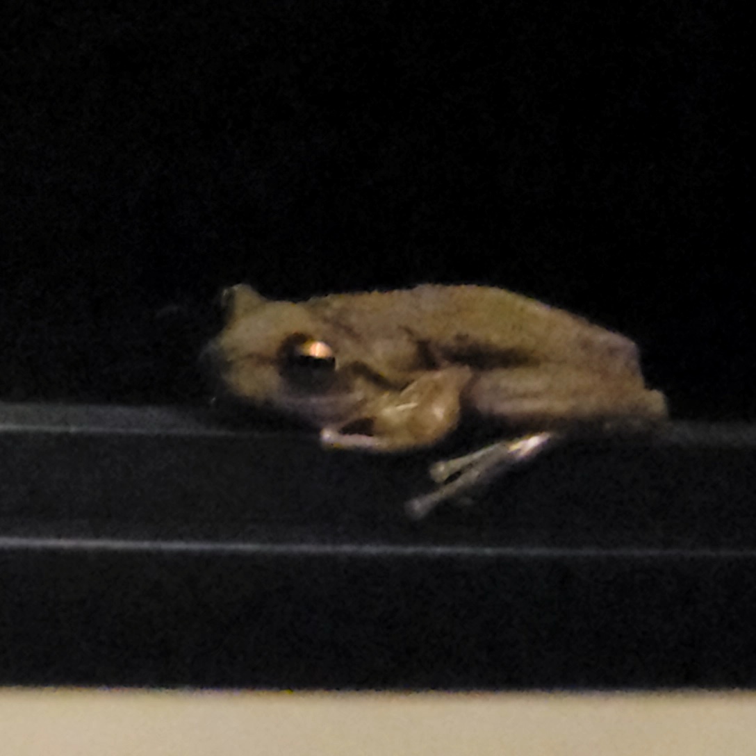 Typical frog of Florida