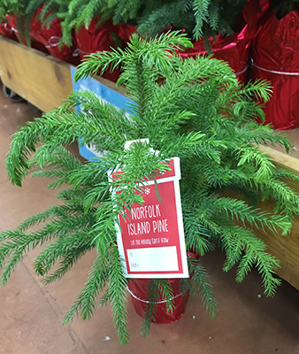 Small live Christmas tree for the RV