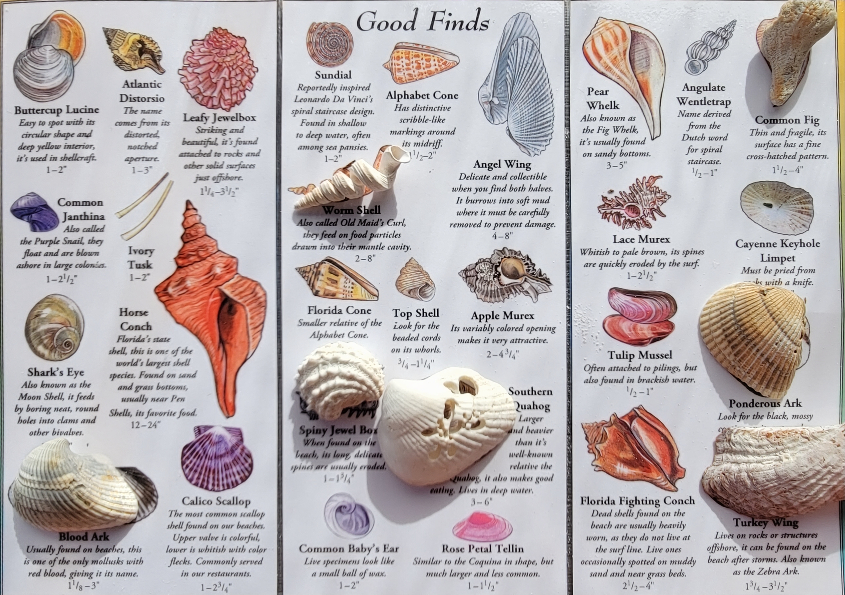 So many shells to find in Florida