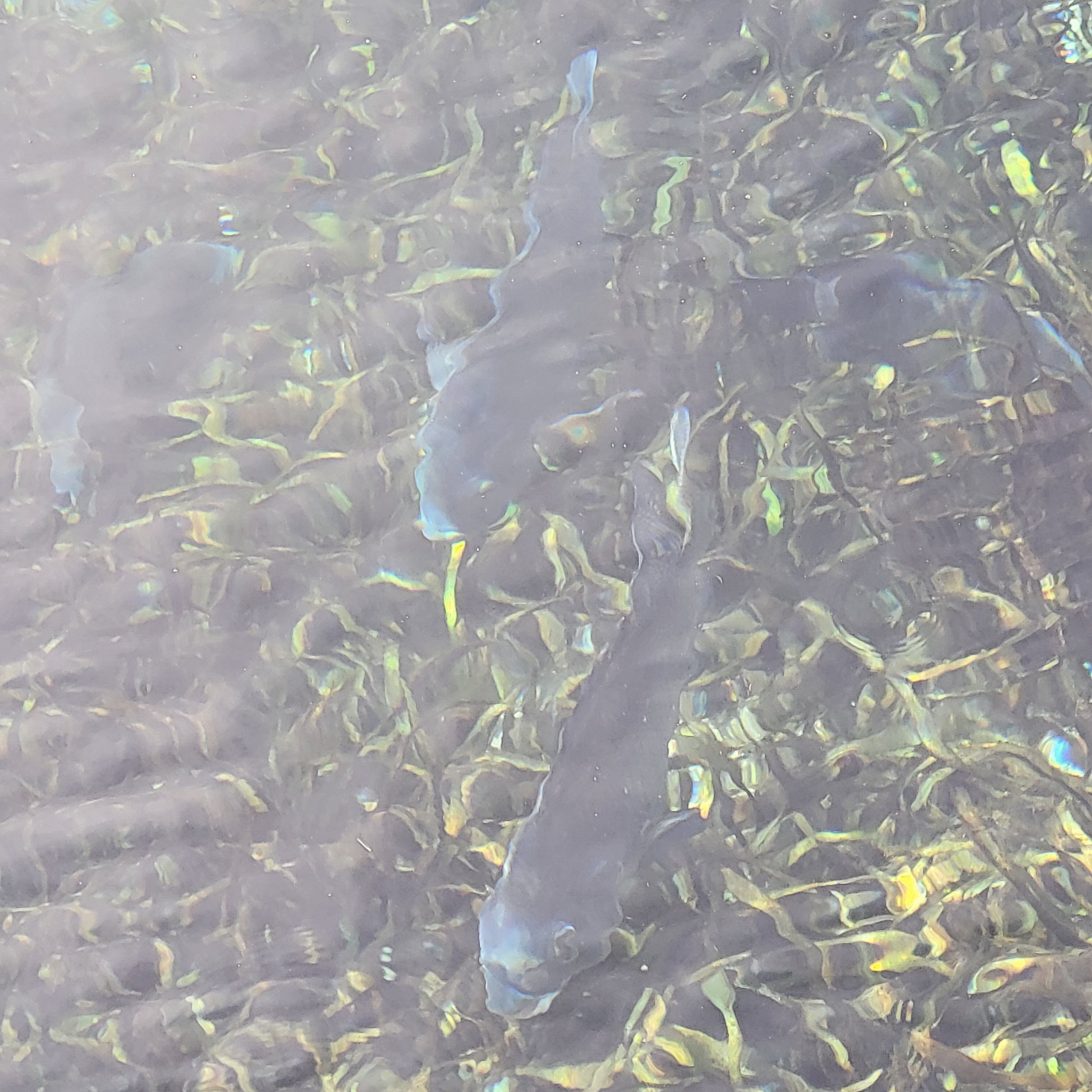 The water of Blue Springs State Park in Florida