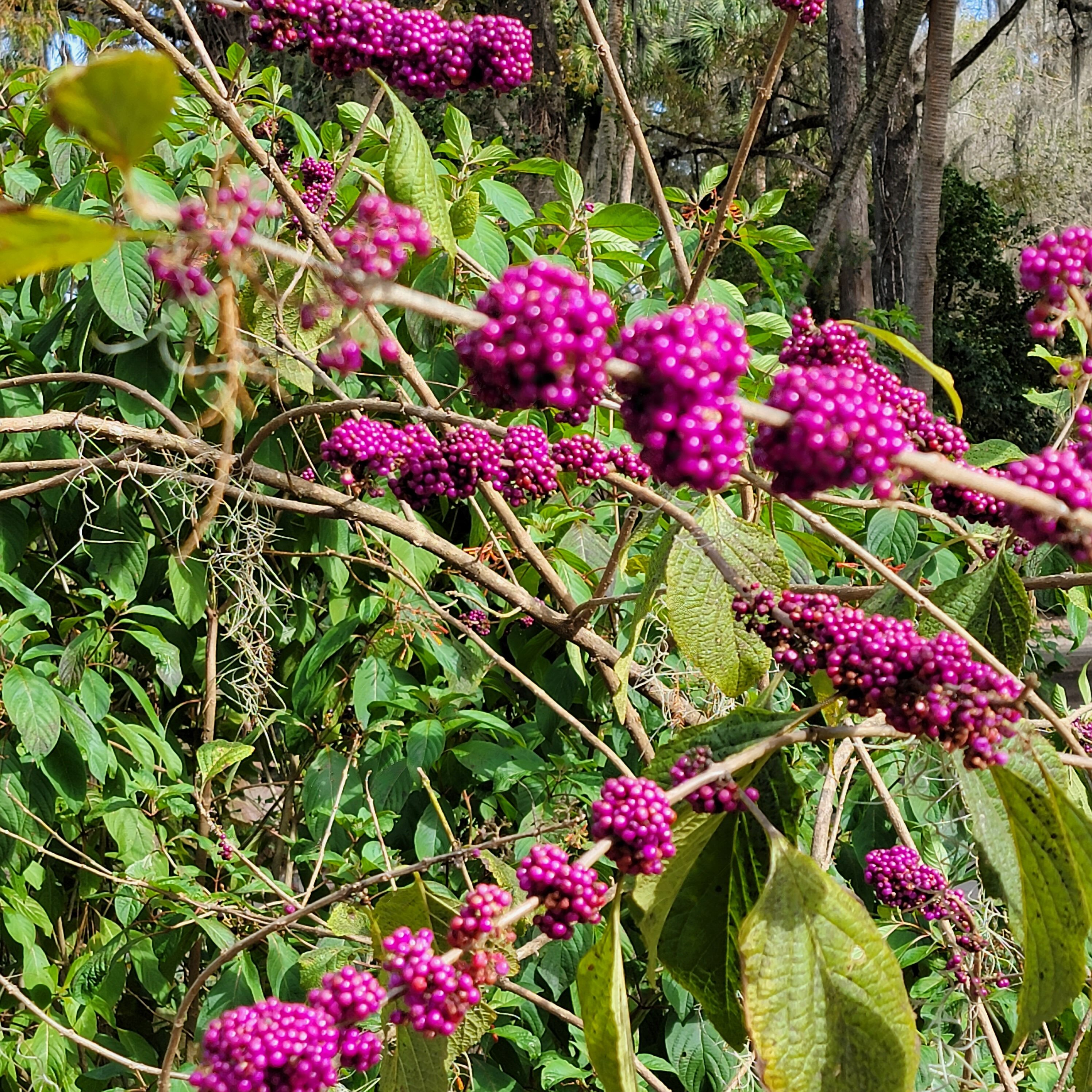 The many flowers you find while walking the paths of Blue Springs state park in Florida